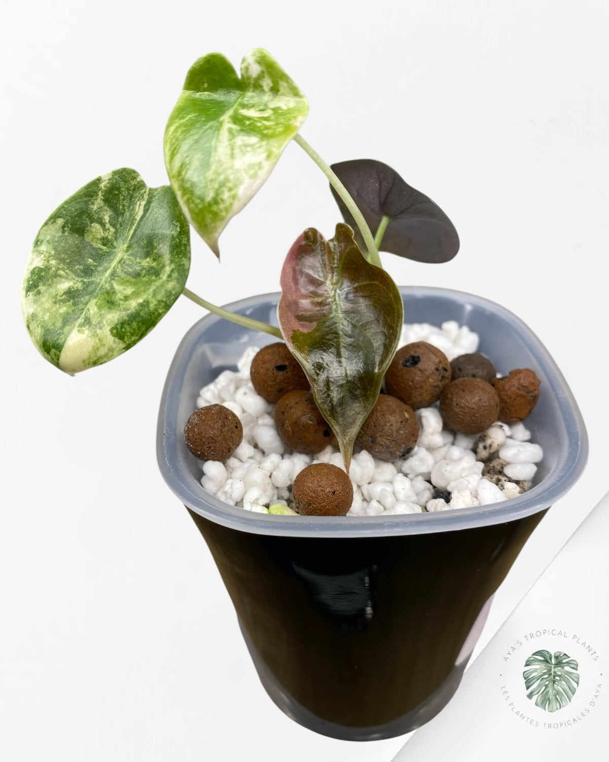 Alocasia Sedenii Aurea Variegated