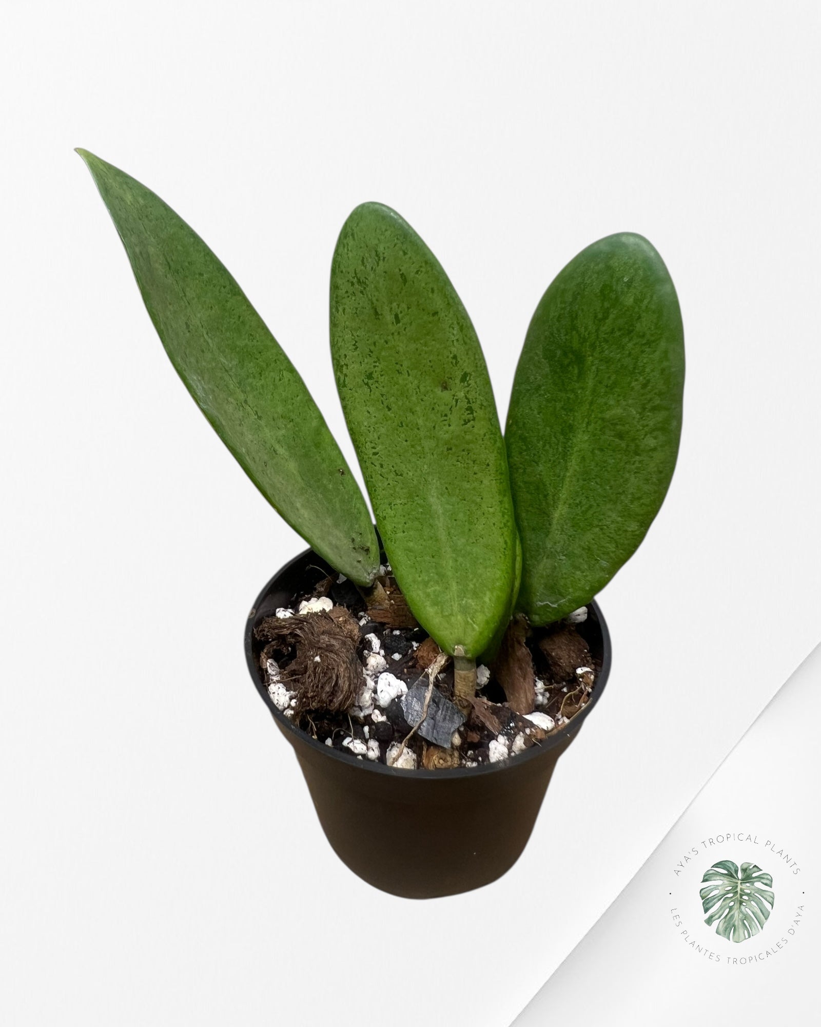 Hoya Silver lady - ST1
