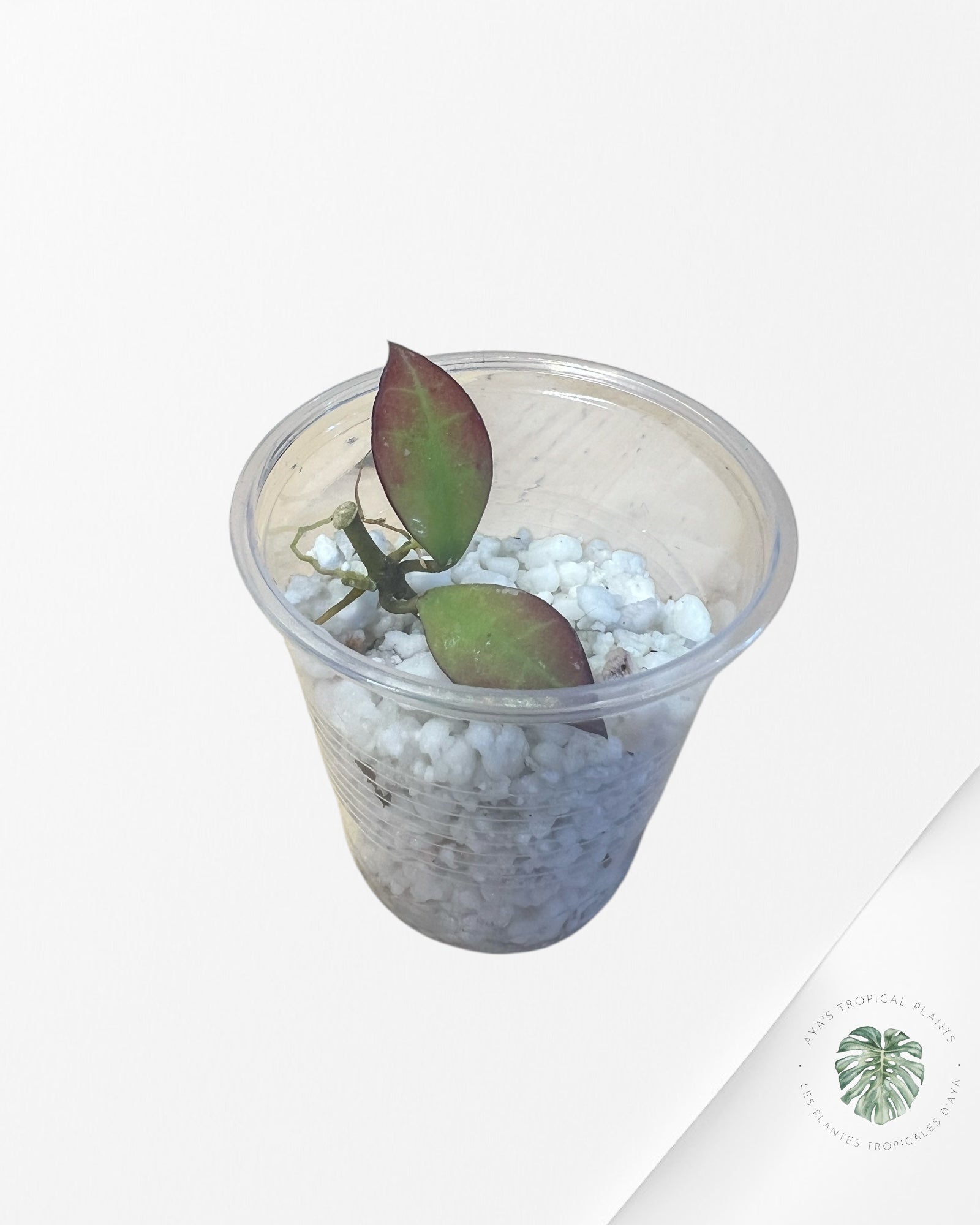 Hoya Sipitangensis-P13