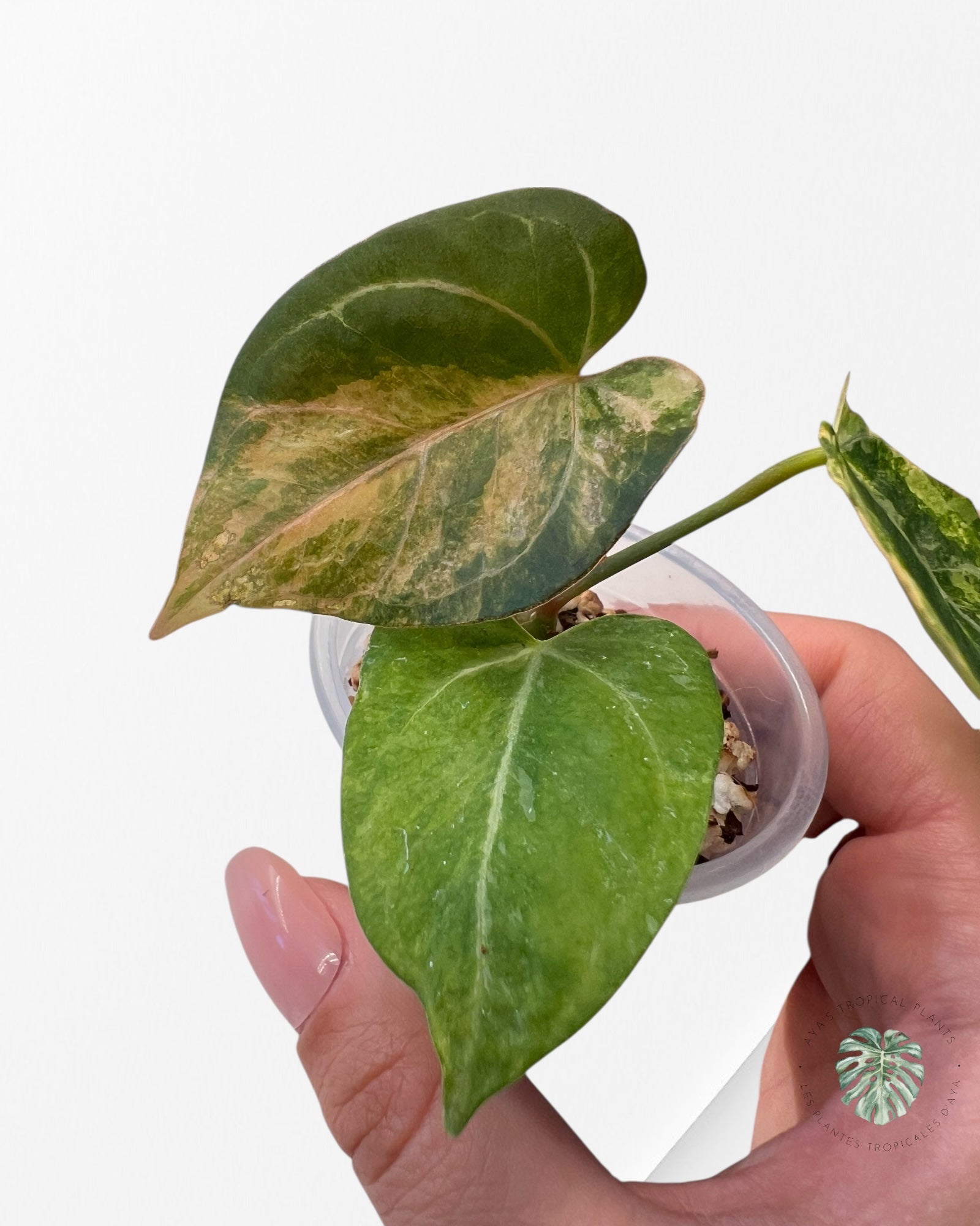 Anthurium Magna x Portillae *Hellboy* Panaché