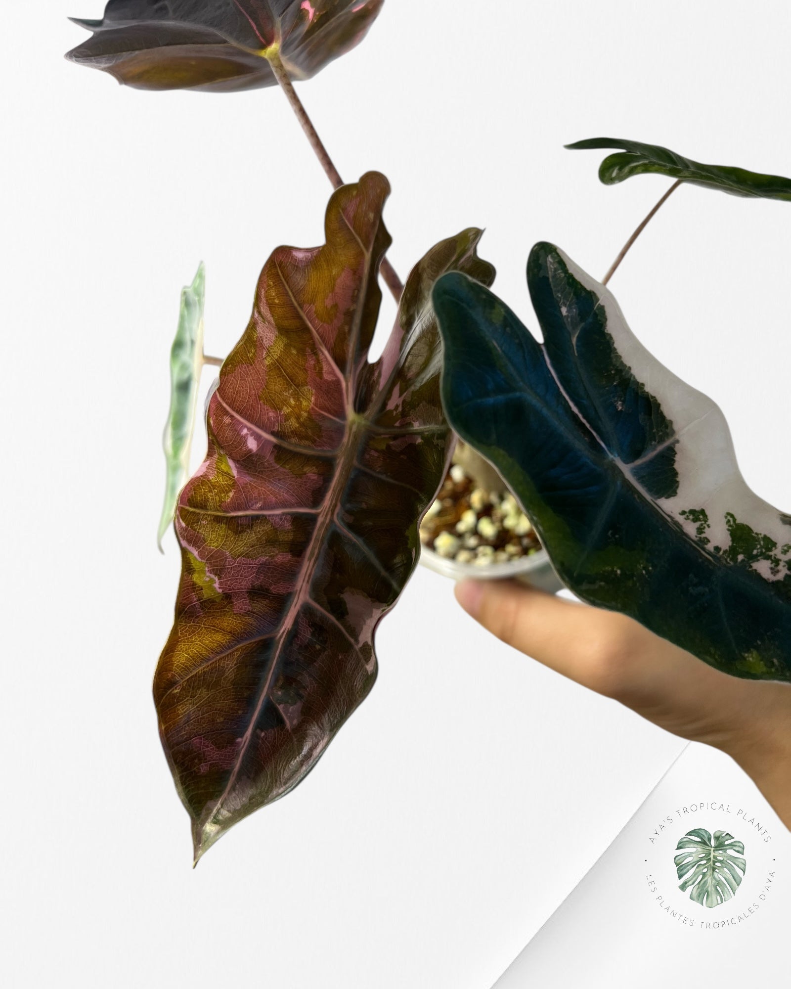 Alocasia Pseudo Sanderiana Albo/Rose - 267