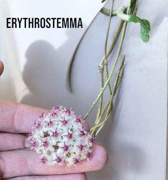 Hoya erythrostemma (Argent) - B