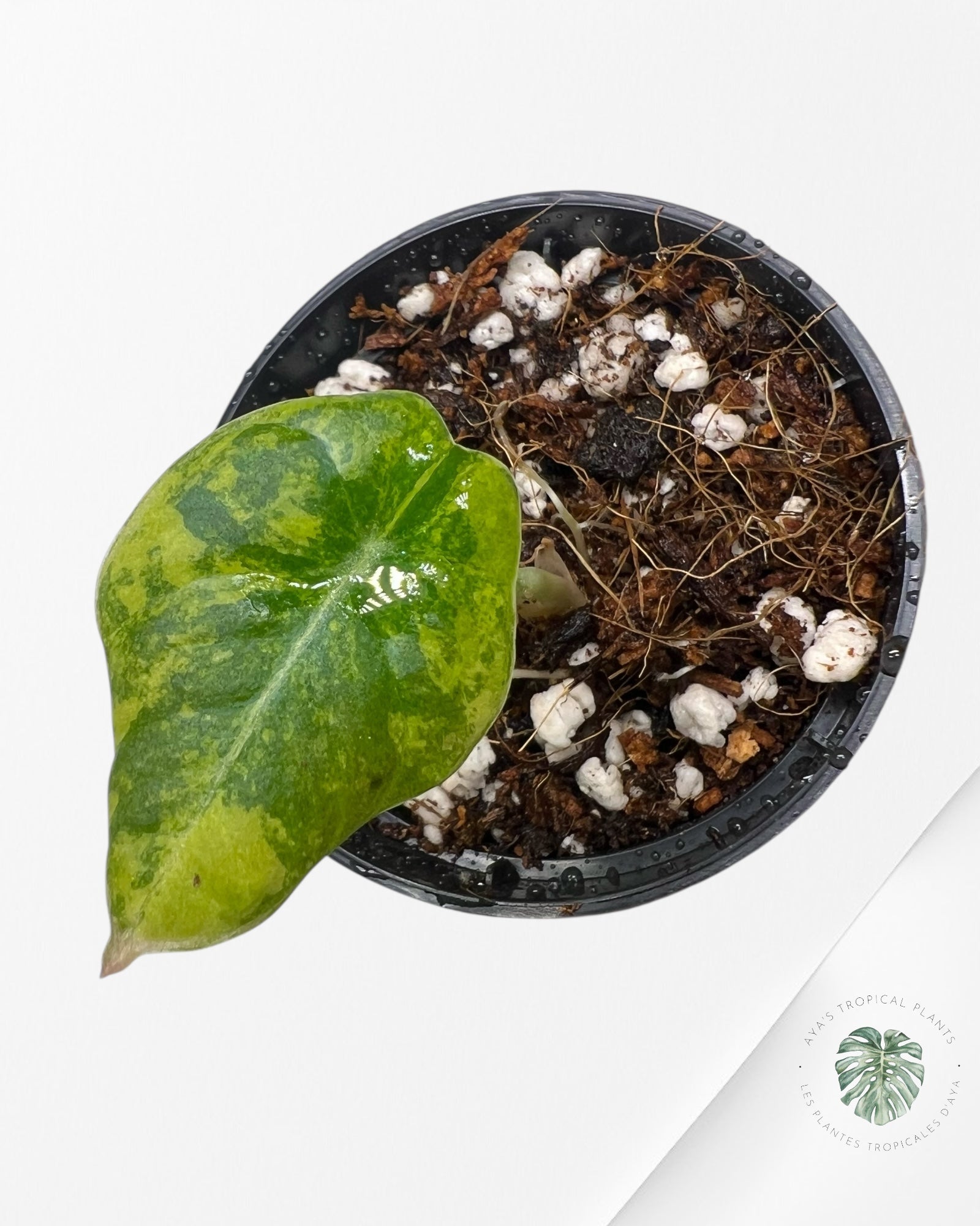 Alocasia Black Velvet Aurea (GOLD) Variegated - 1