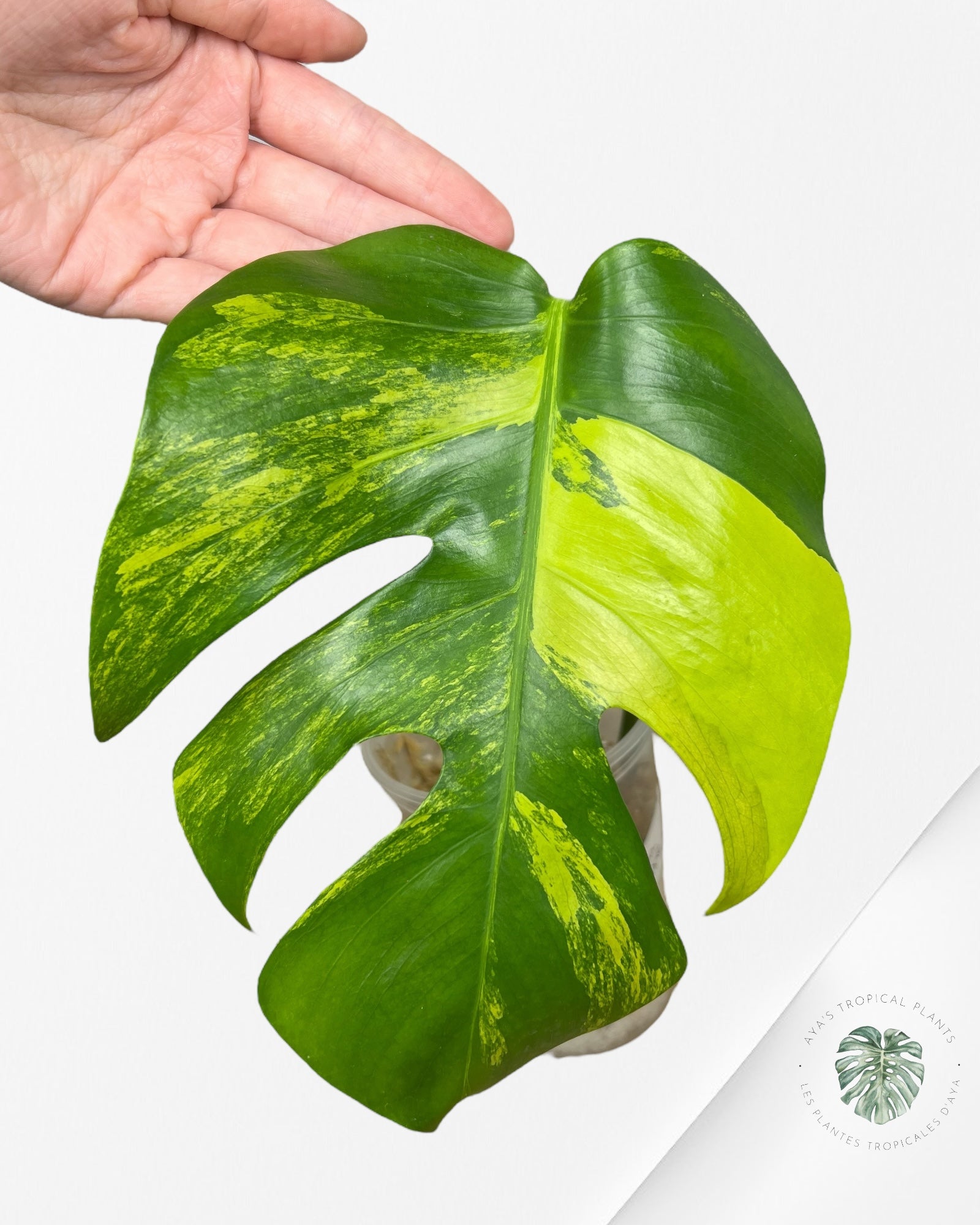 Monstera Aurea - CP1