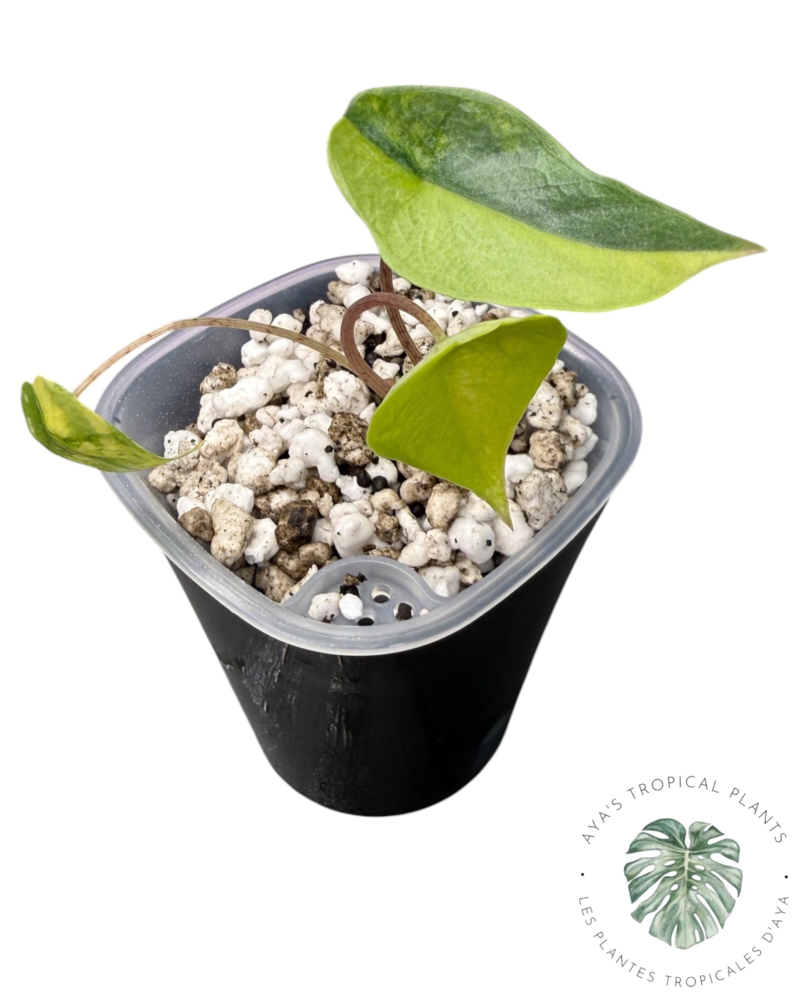 Alocasia Heterophylla Metallic Blue Aurea Variegated