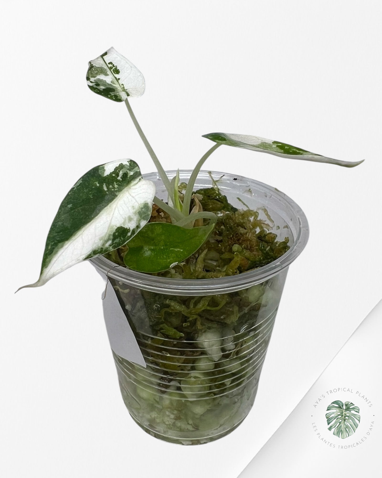 Alocasia Bambino Variegated- 2