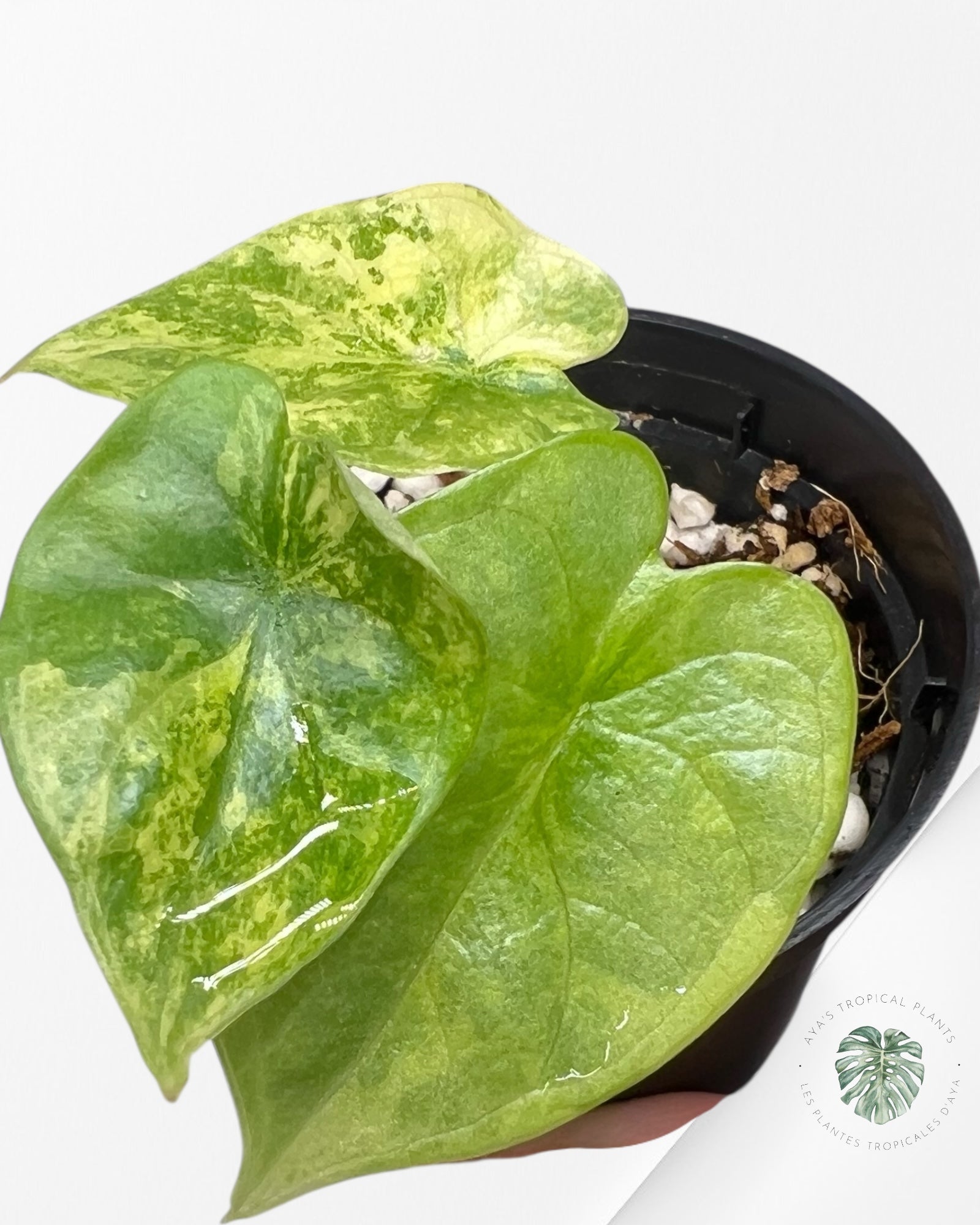 Alocasia Dragon Scale Variegated Aurea - TC8