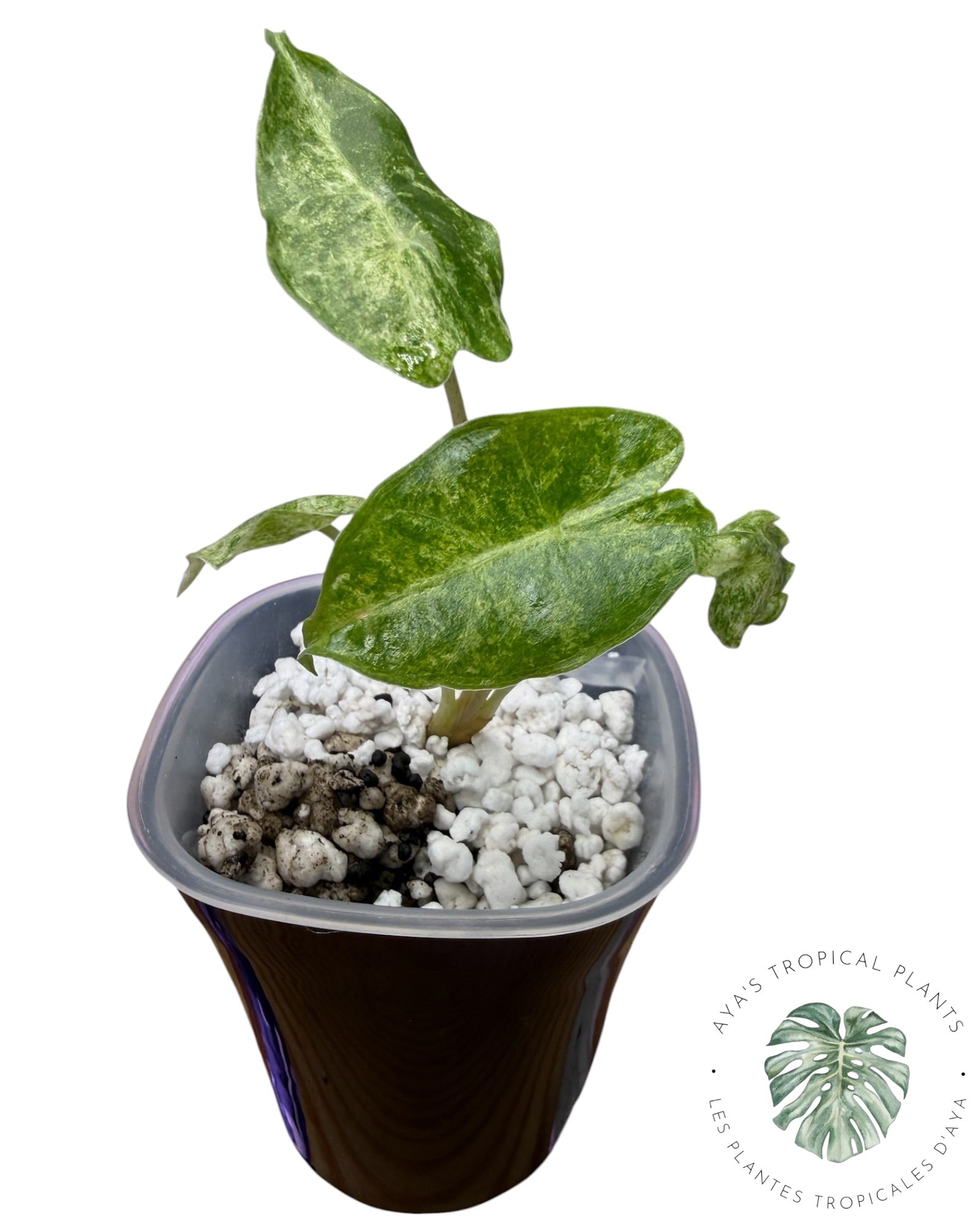 Alocasia Black Saturn Stardust