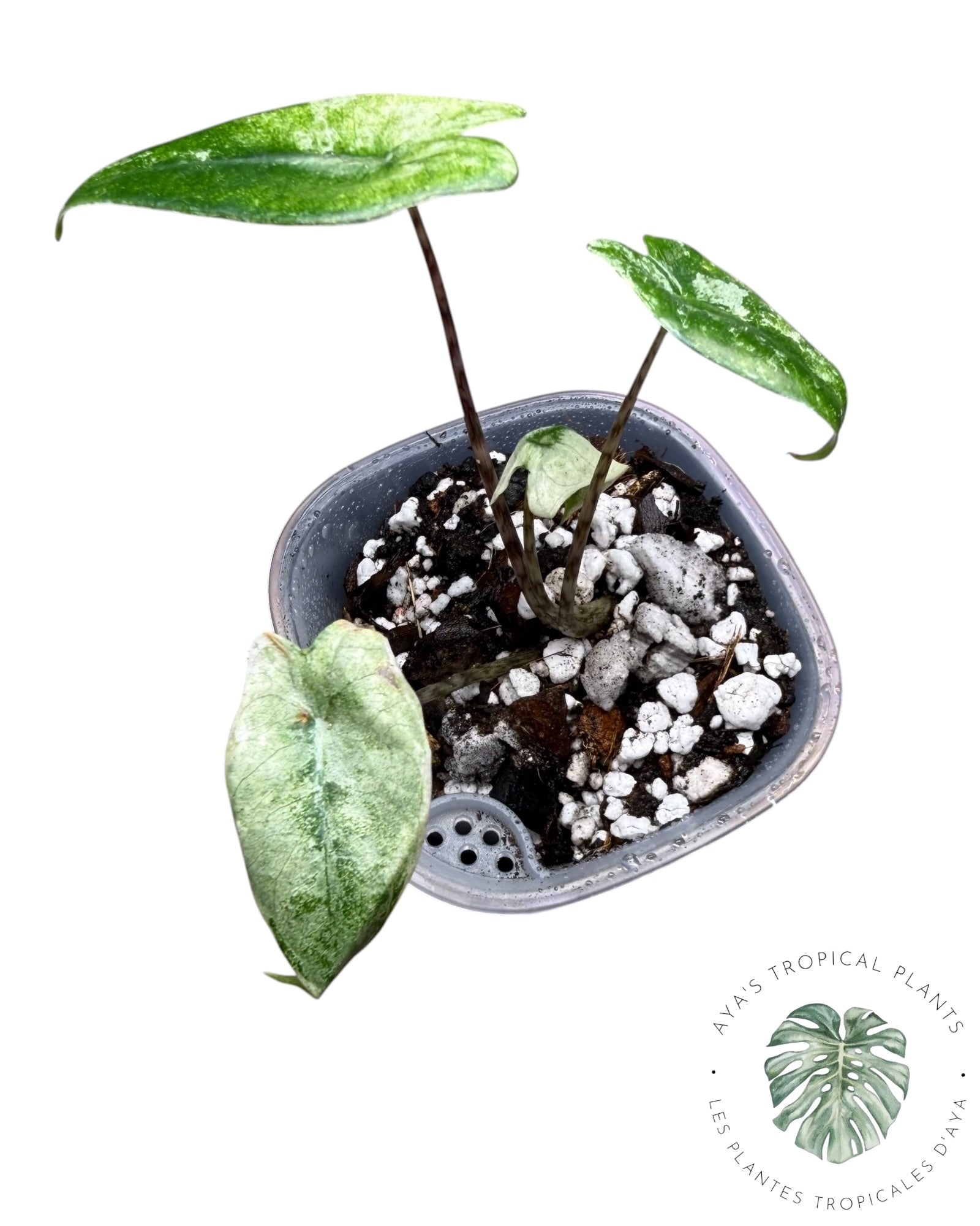 Alocasia Zebrina Mint