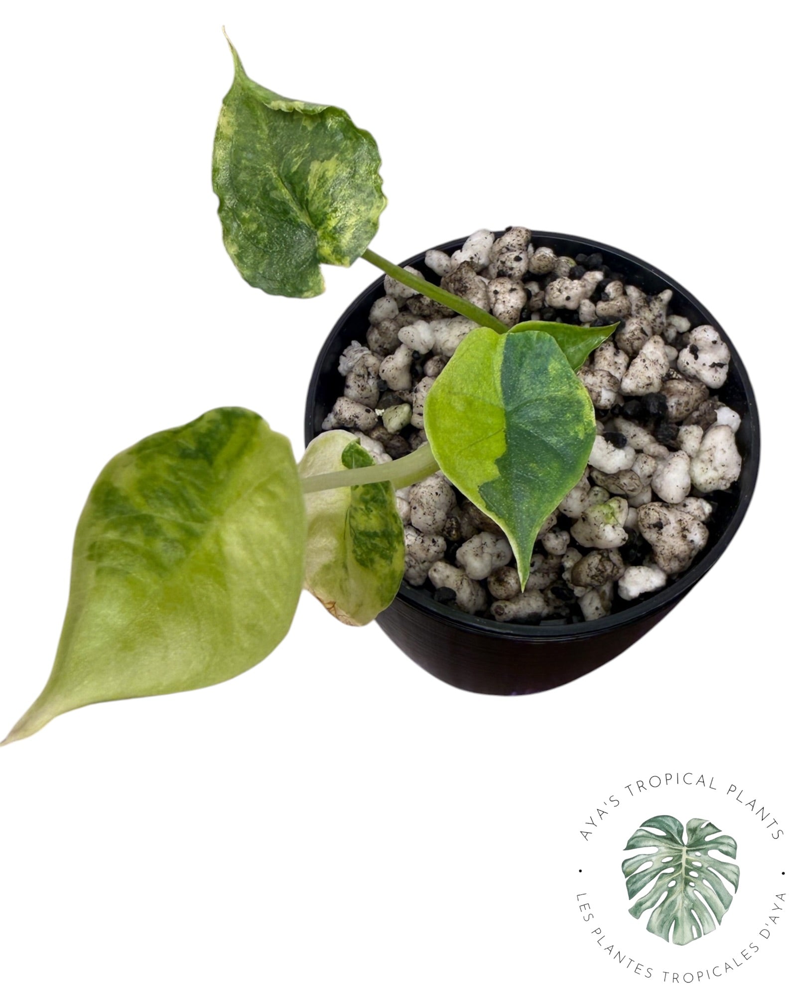 Alocasia Heterophylla "Souffle de Dragon" Aurea Panaché