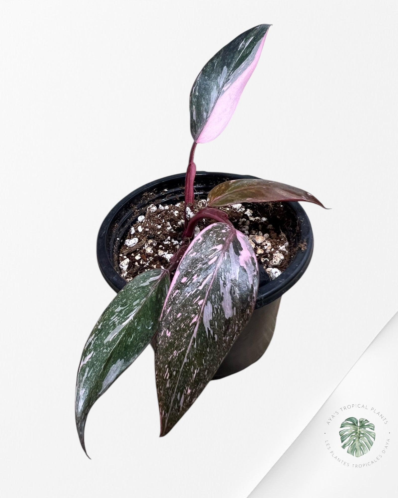 Philodendron Pink Galaxy - T4