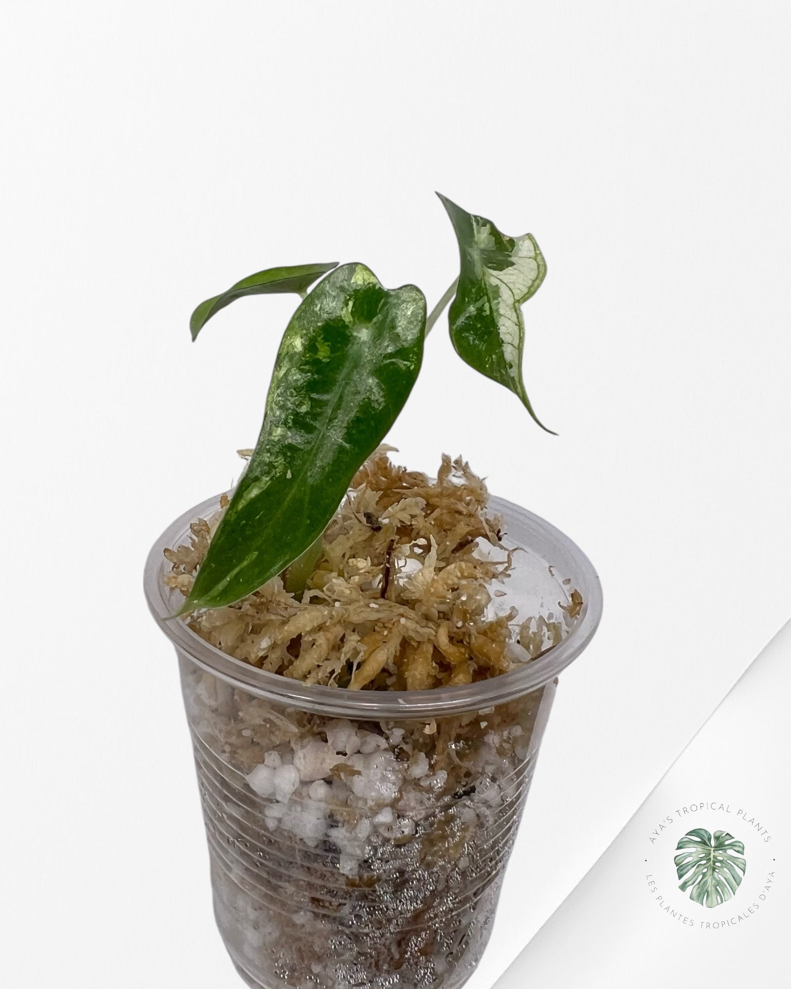 Alocasia Bambino Panaché - TC1