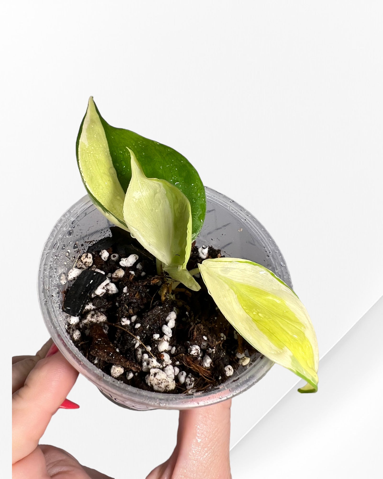Philodendron Hederaceum 'Gabby' FLO22
