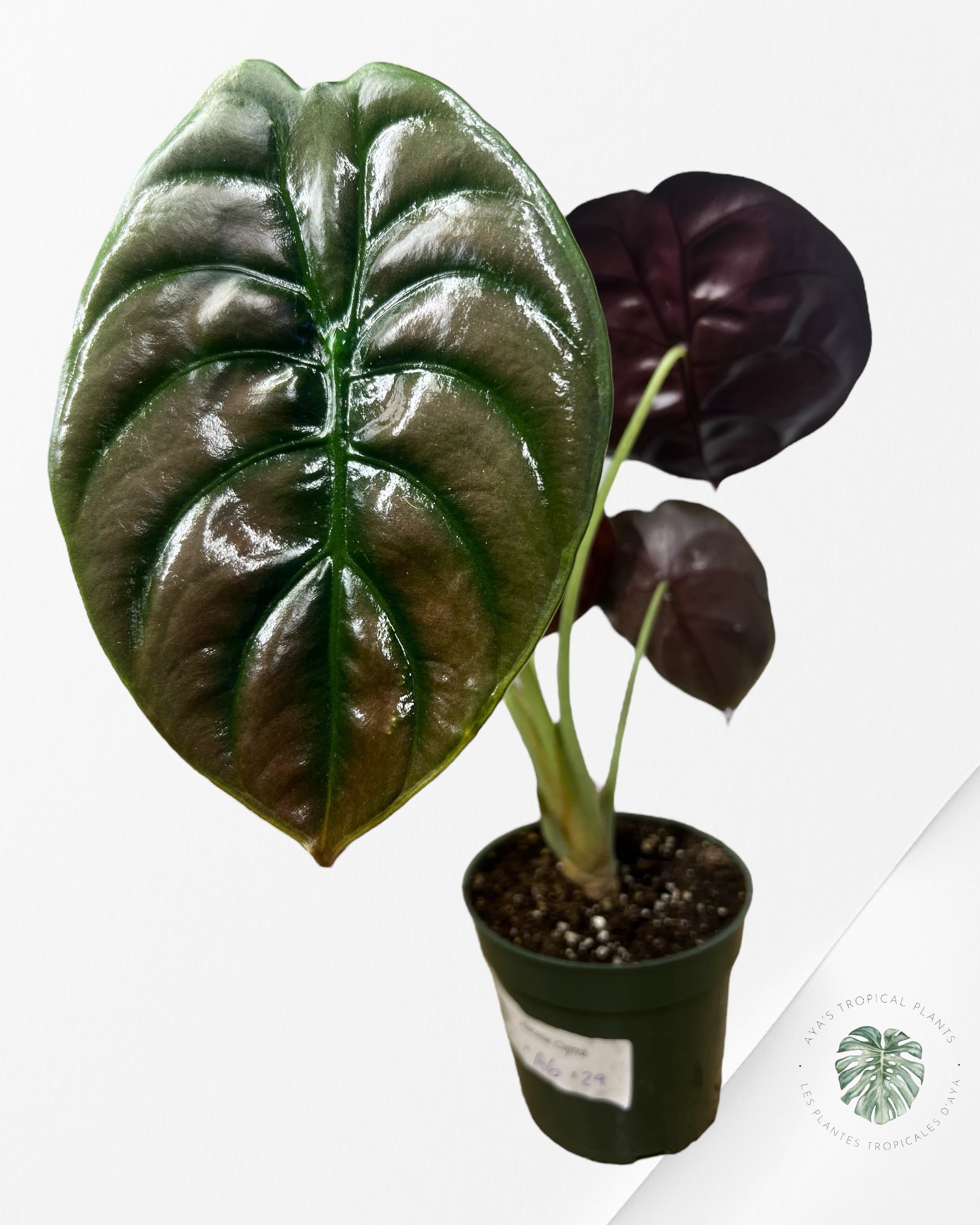 Alocasia Cuprea - A6