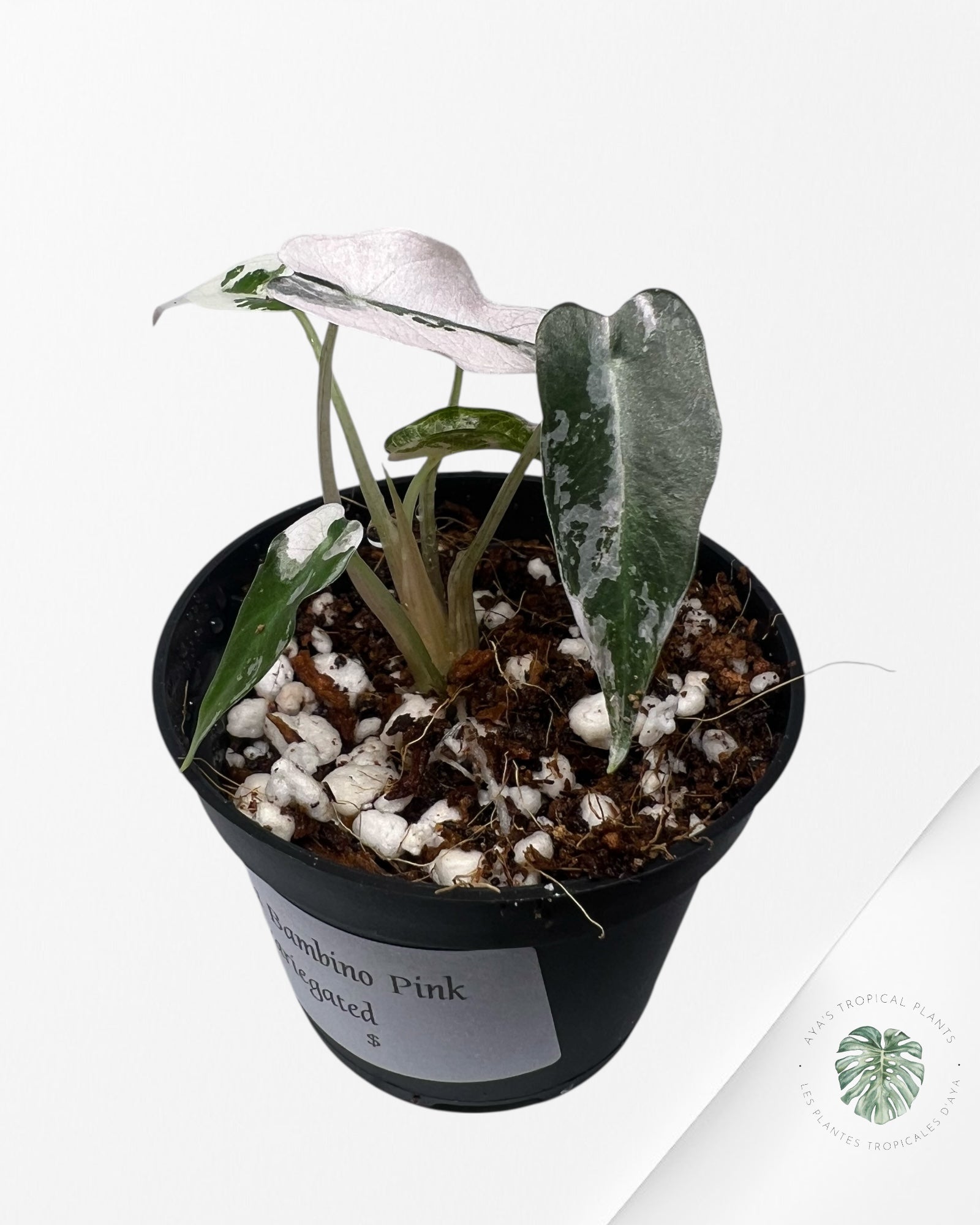 Alocasia Bambino Variegated (pink) - A