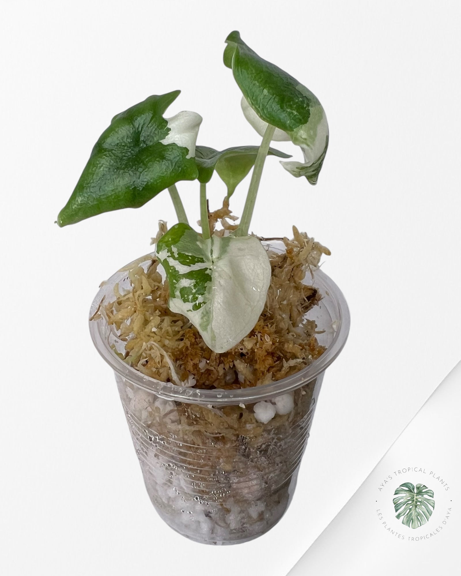 Alocasia Melo panaché (Albo) - TC6