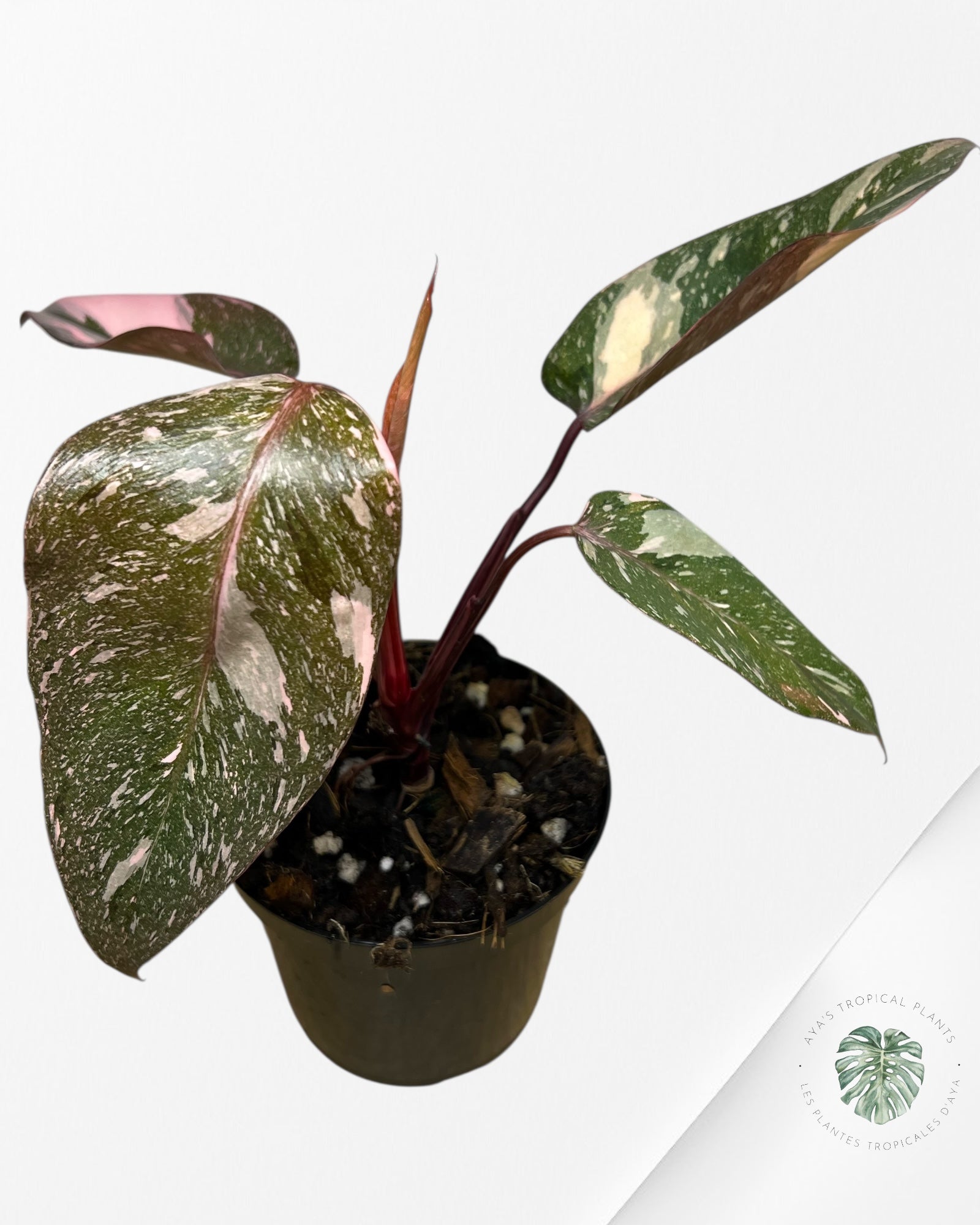 Philodendron 'Pink Princess Galaxy - F4