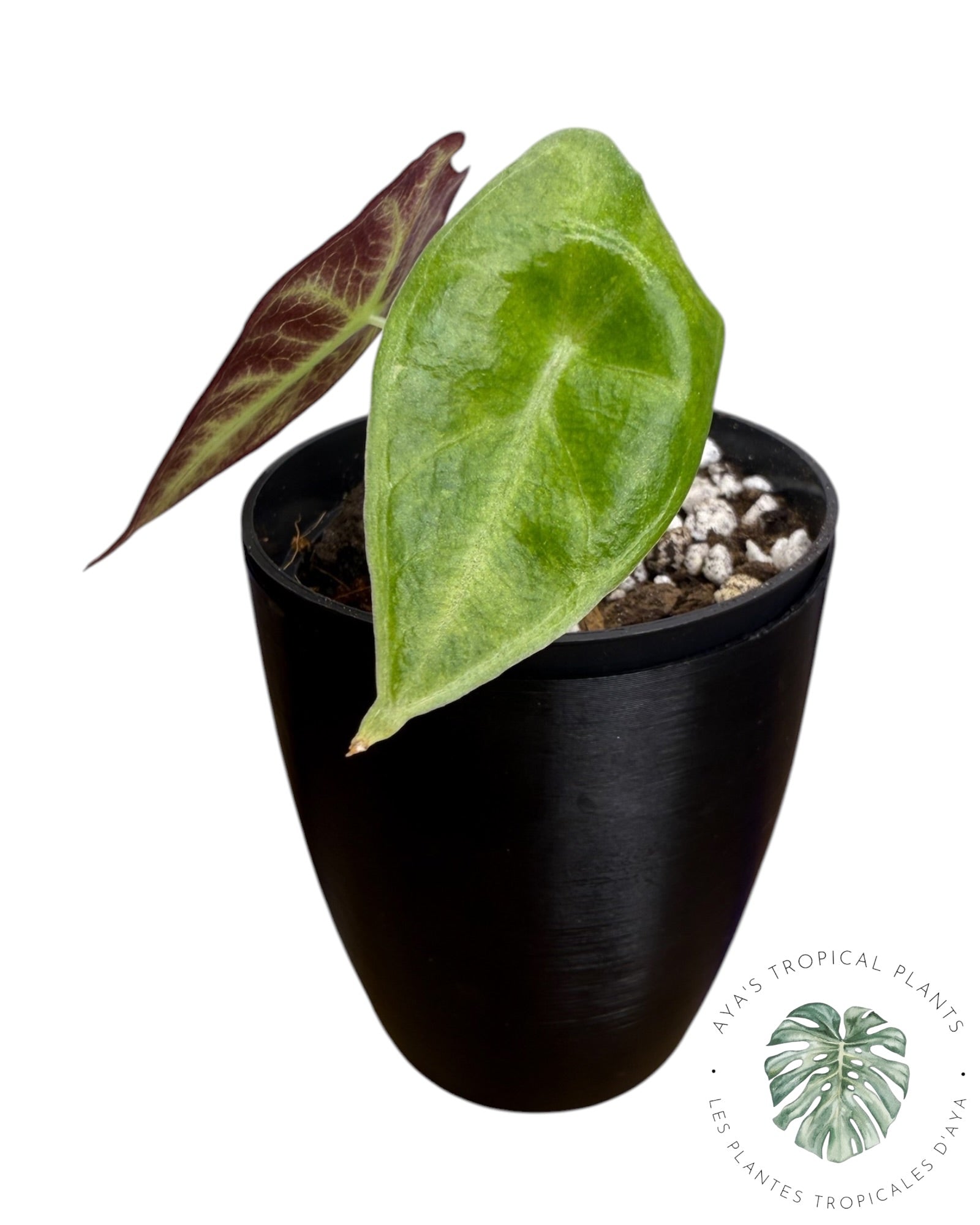 Alocasia Longiloba Purple