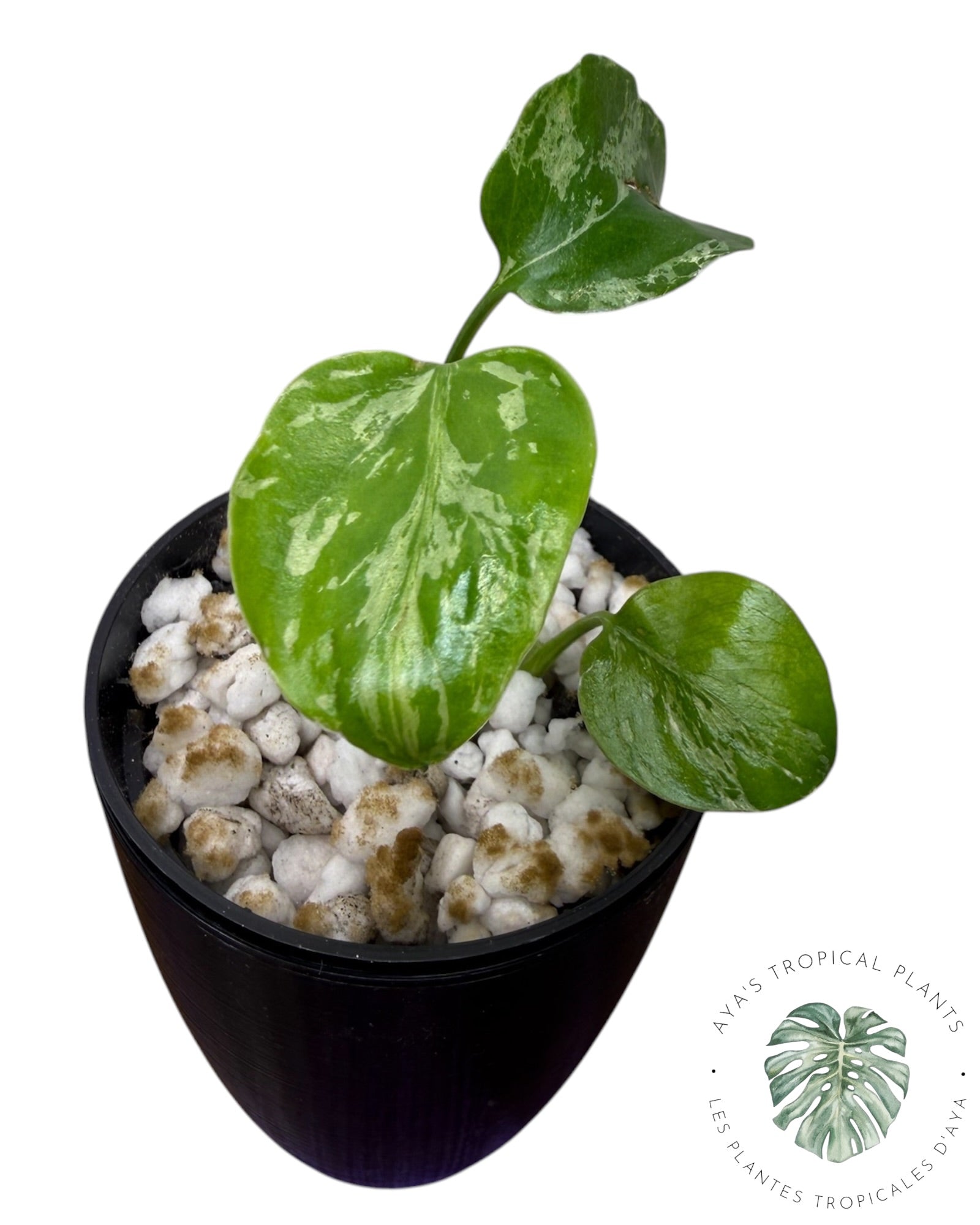 Monstera Deliciosa Bulbasaur