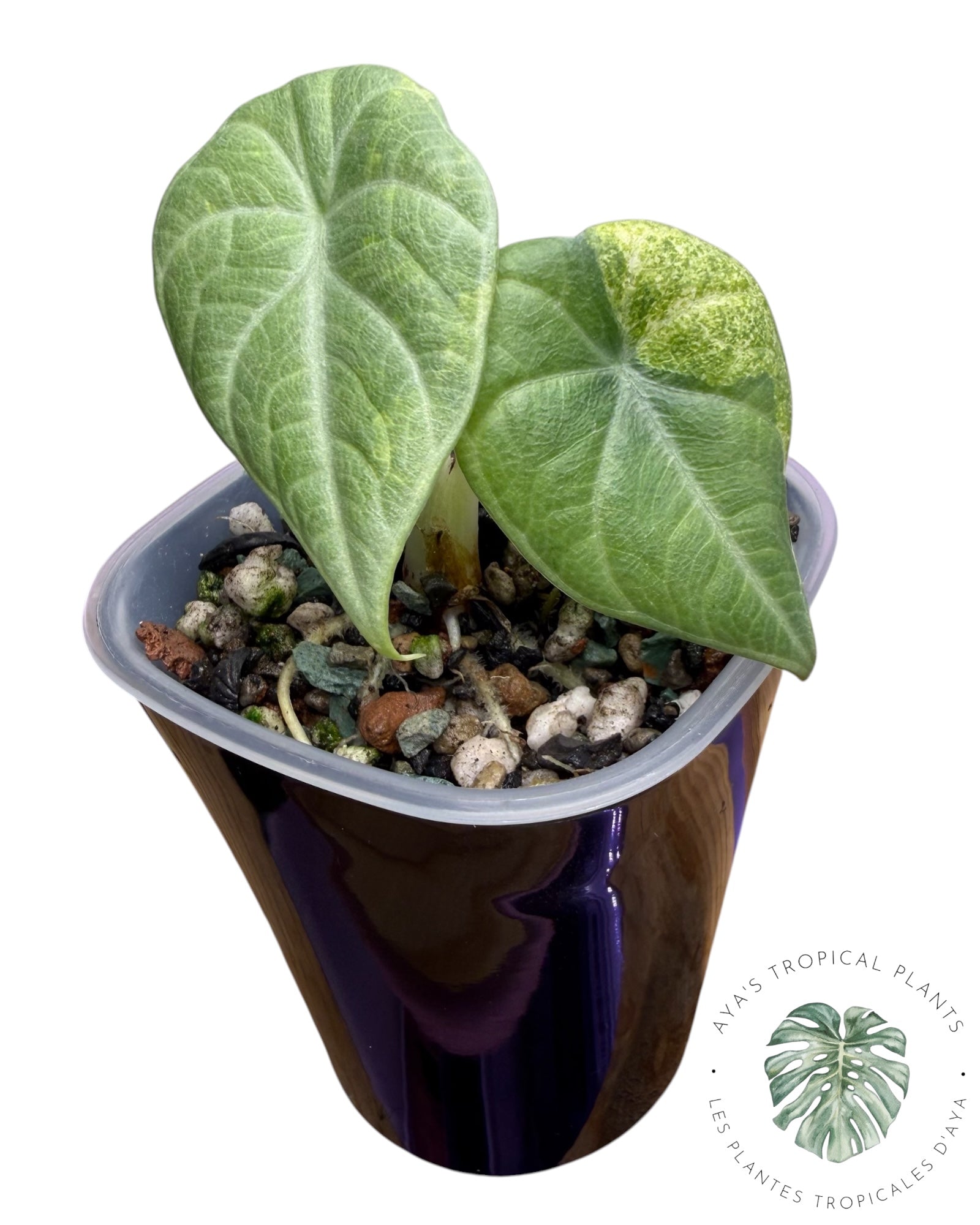 Alocasia Maharani Aurea Variegated