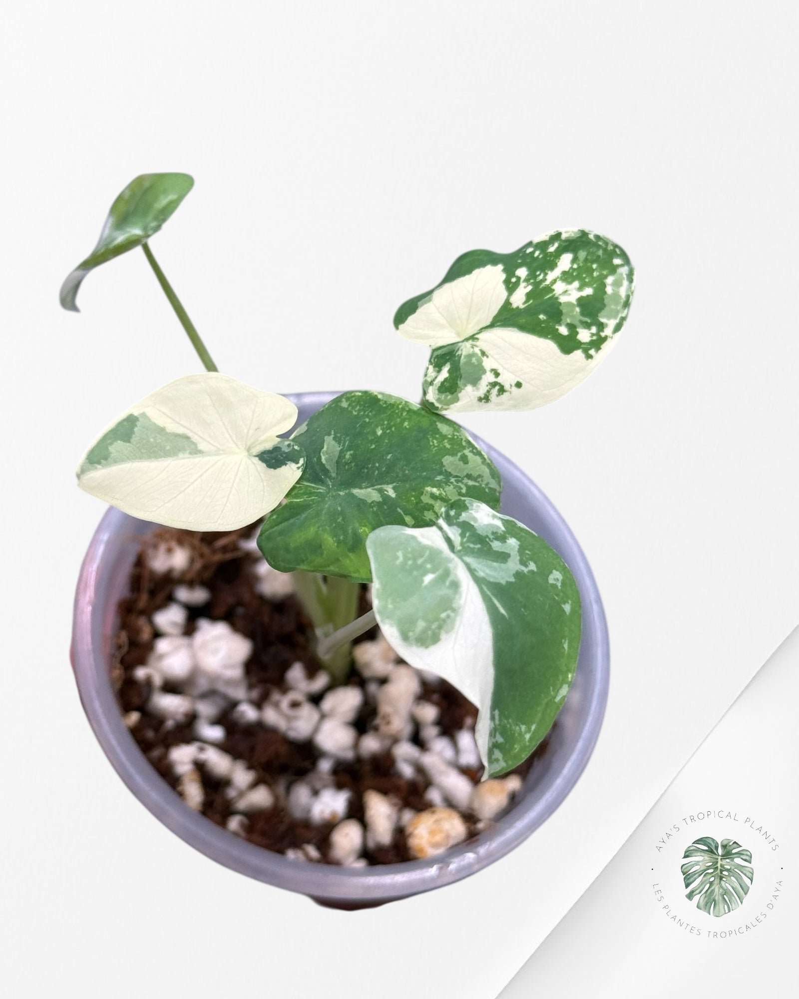 Colocasia White Tiger | Plante rare cultivée en culture trans | Plantes tropicales d'Aya