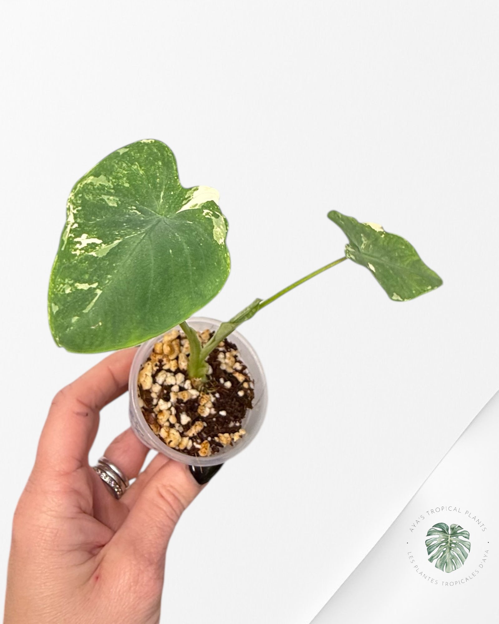 Colocasia white tiger