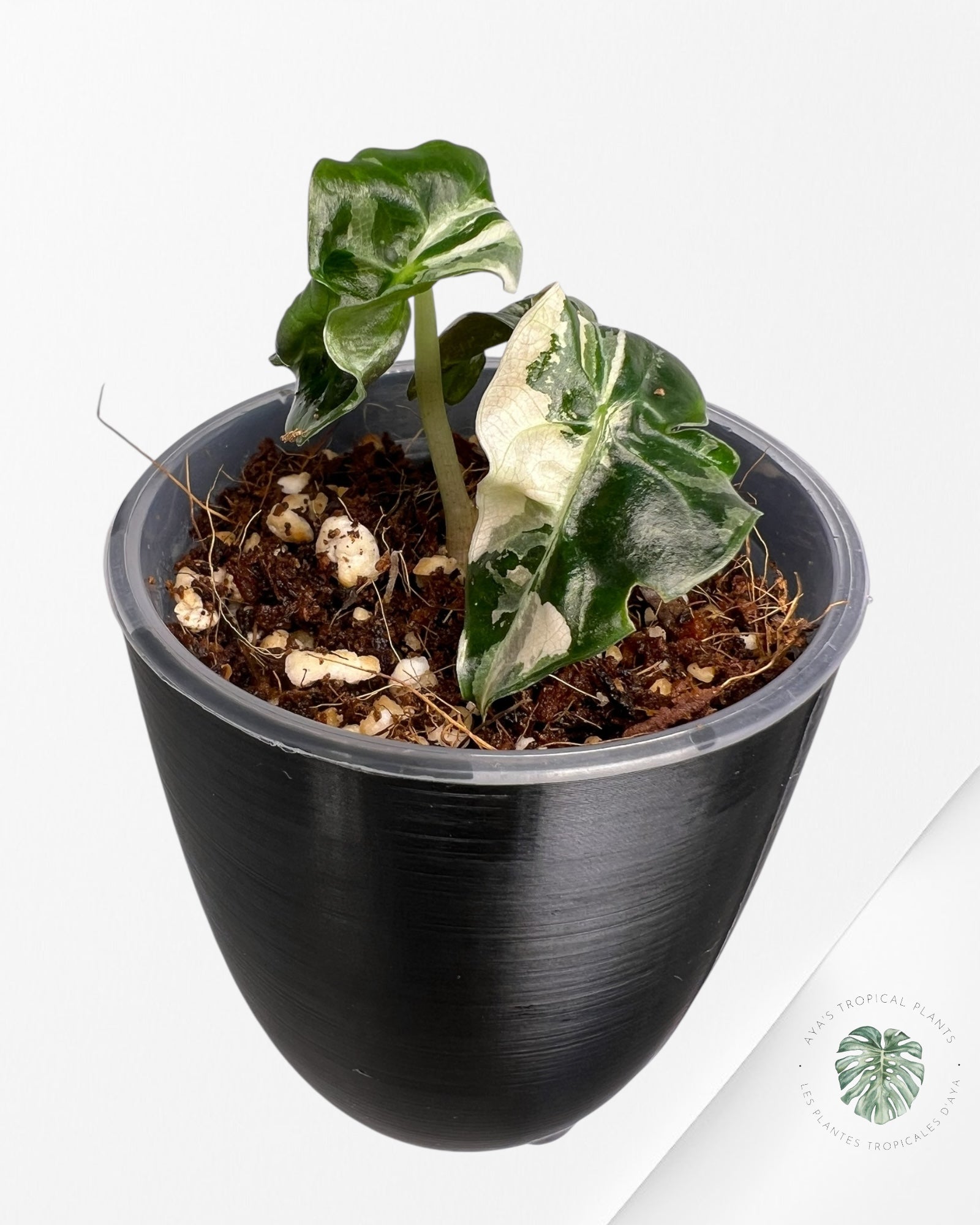 Alocasia Polly Pink Variegated