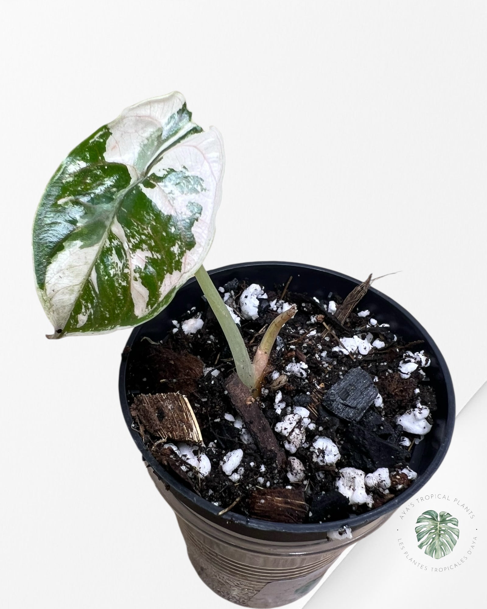 Alocasia Azlanii Pink Variegated - 02