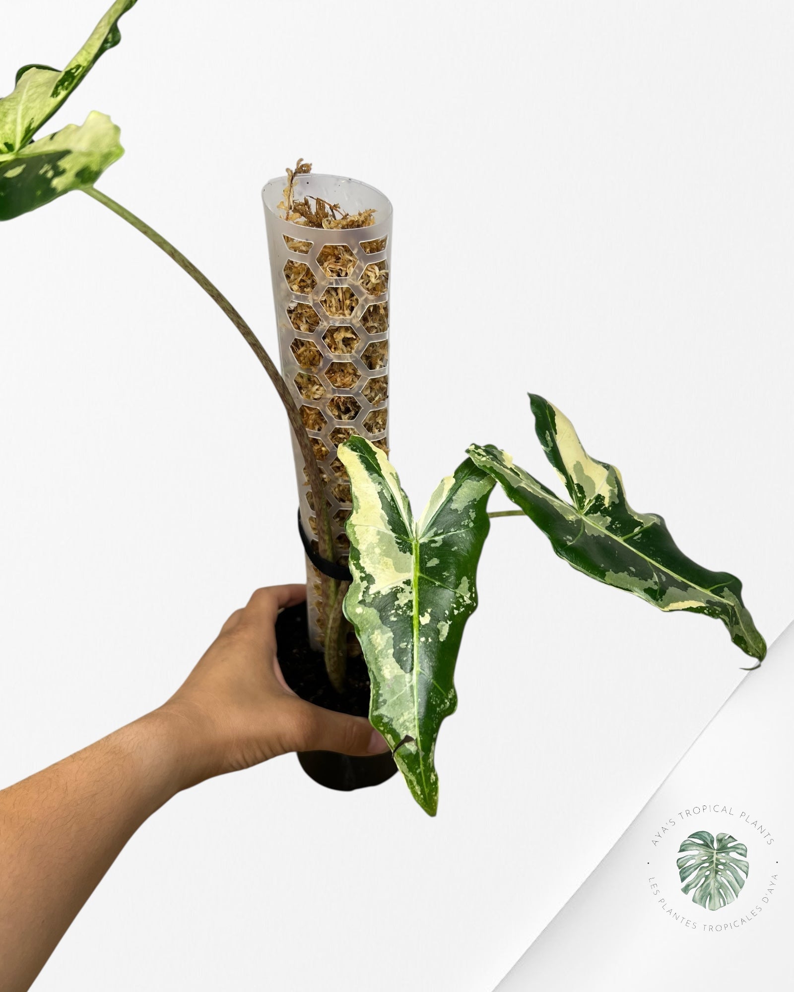 Alocasia sarian variegated - F6
