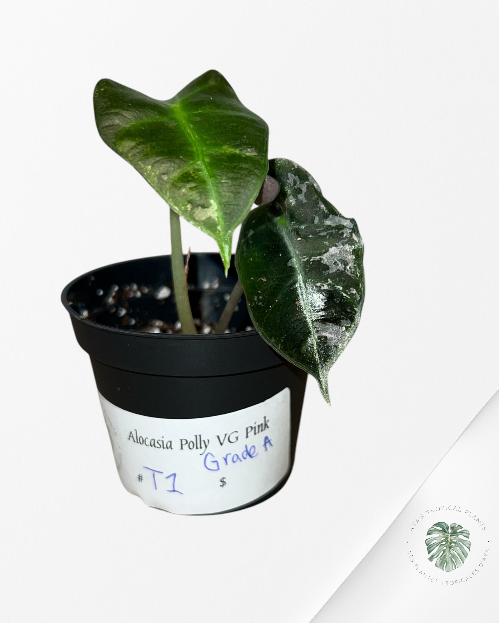 Alocasia Polly Variegata (rose de catégorie A) - T1