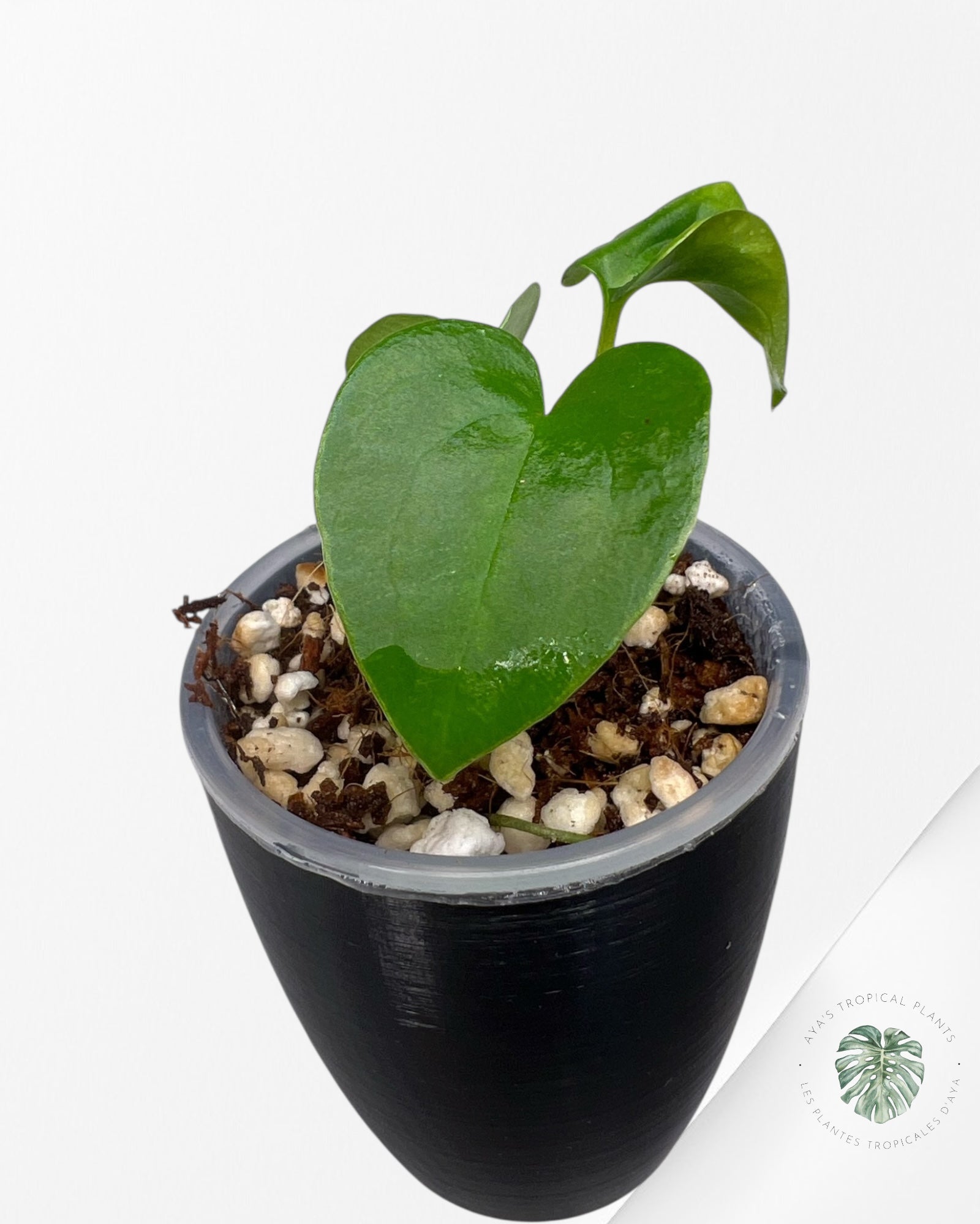 Anthurium Black Magic