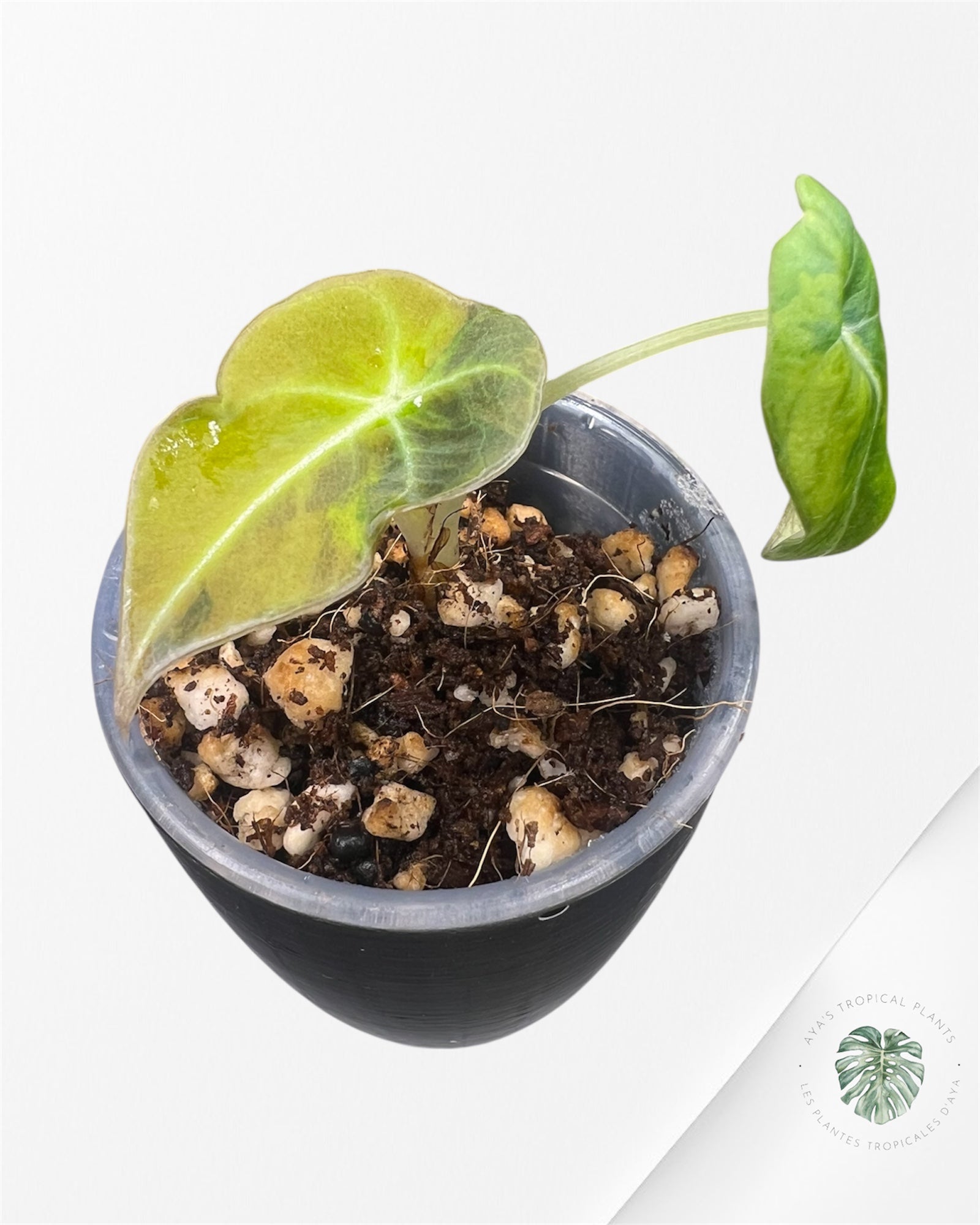 Alocasia Black Velvet Aurea Variegated