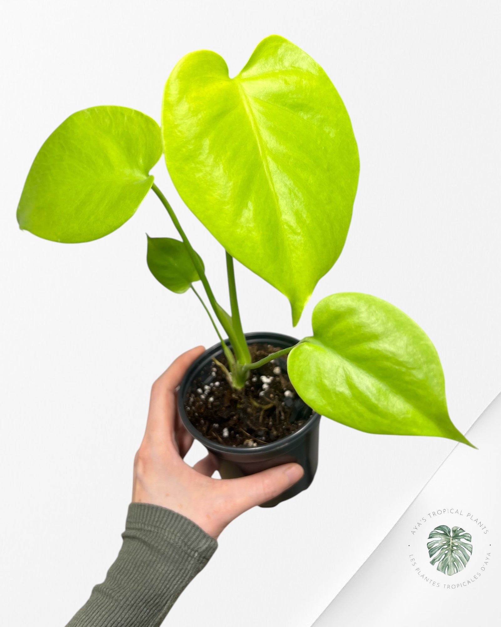 Monstera Deliciosa 'Lemon Lime' - BB