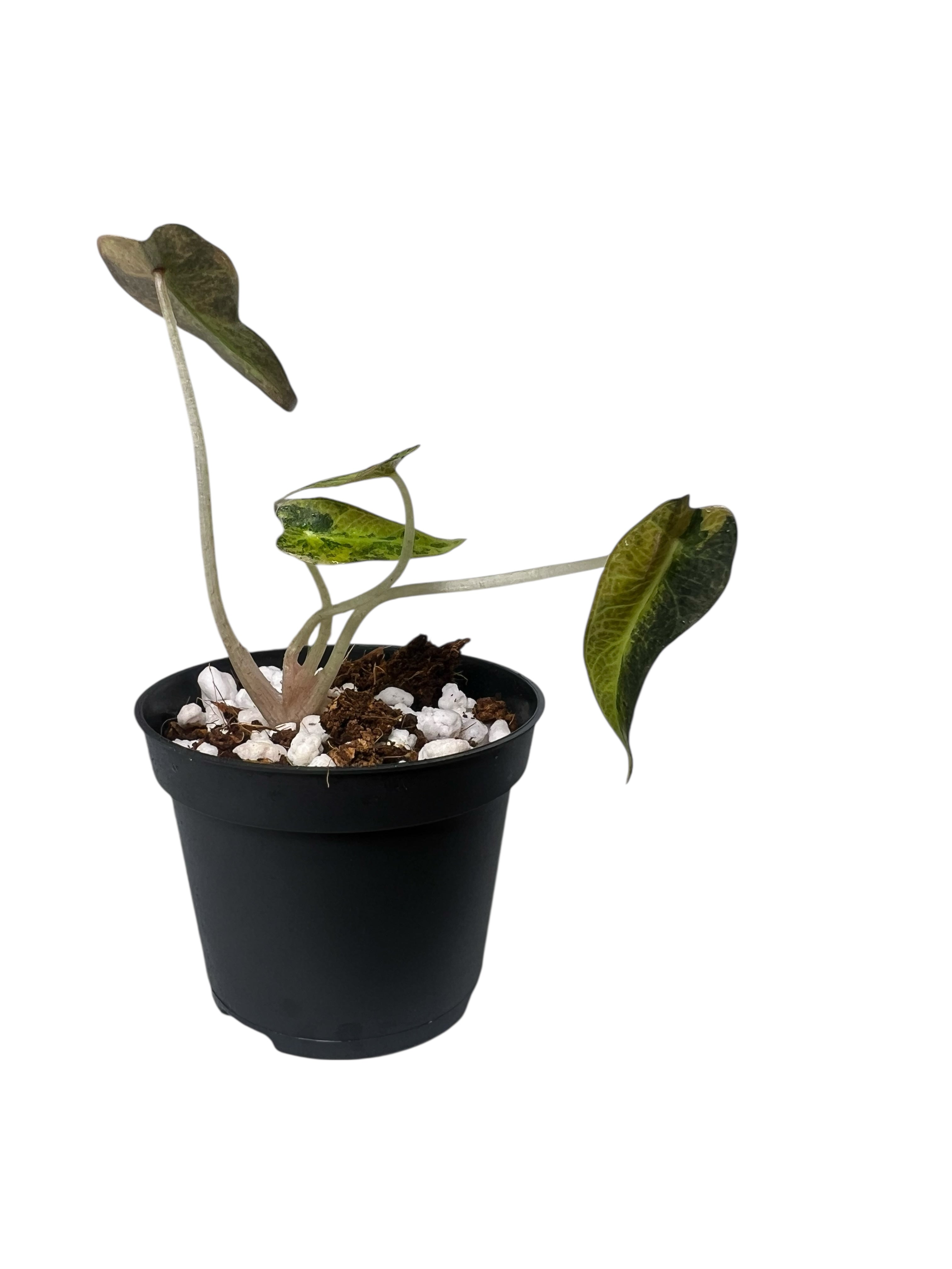 Alocasia Bambino Variegated (Aurea) - TC02