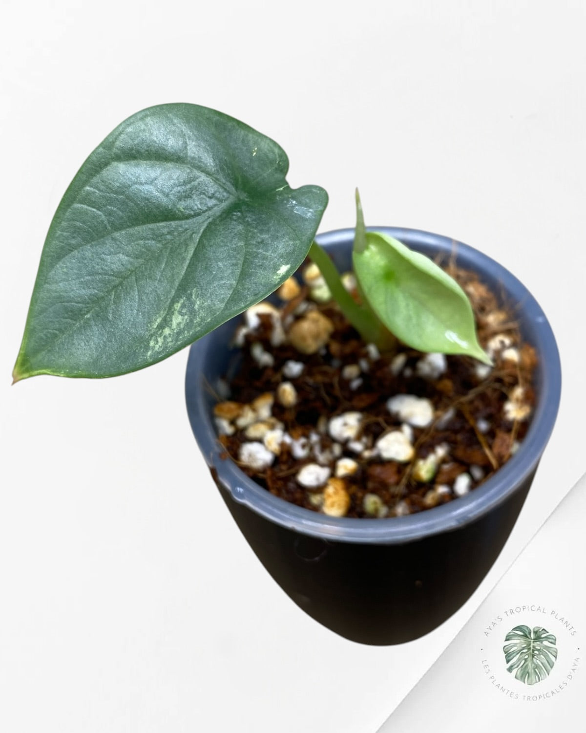 Alocasia Silver Dragon Aurea Variegated