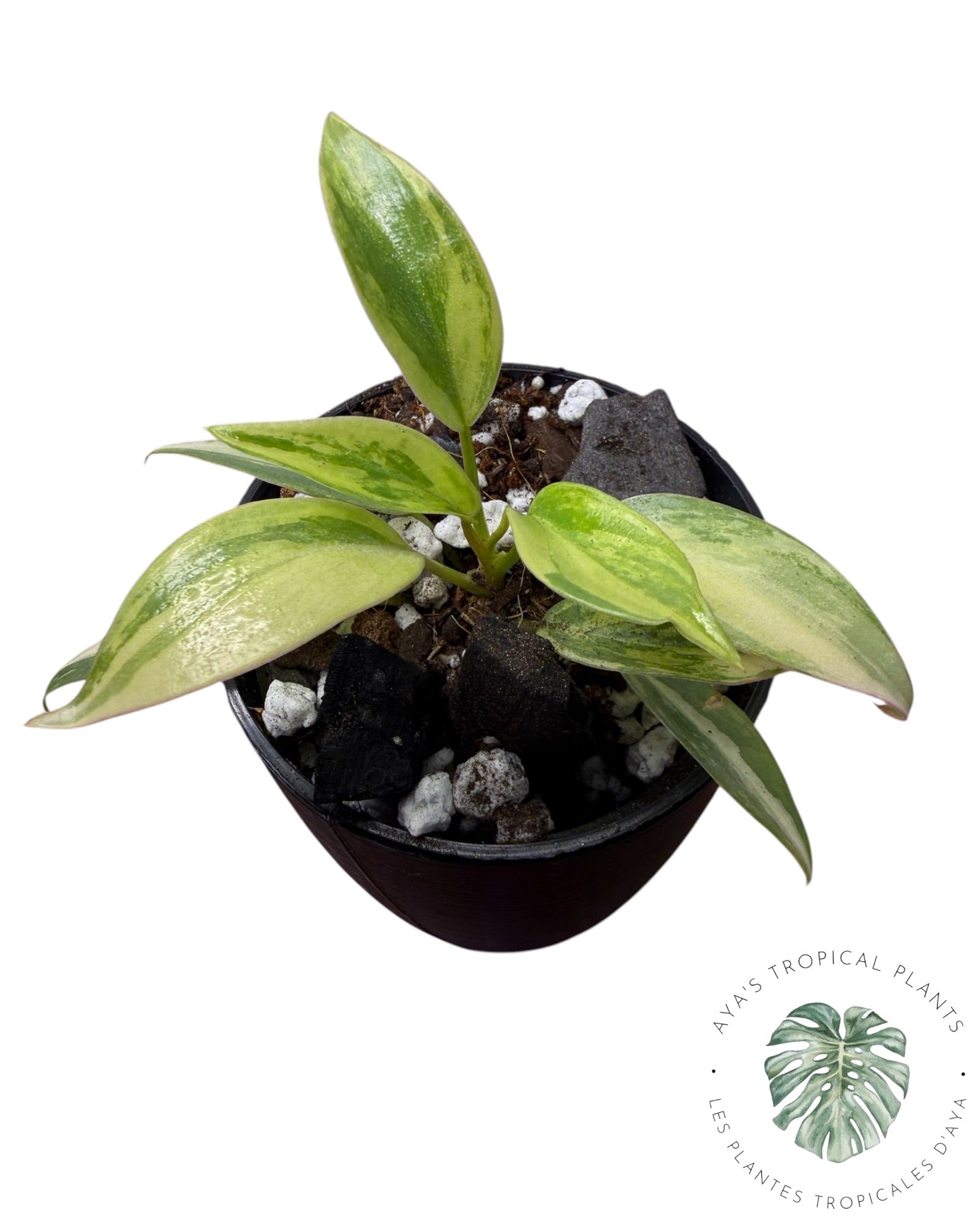 Philodendron Atabapoense rose