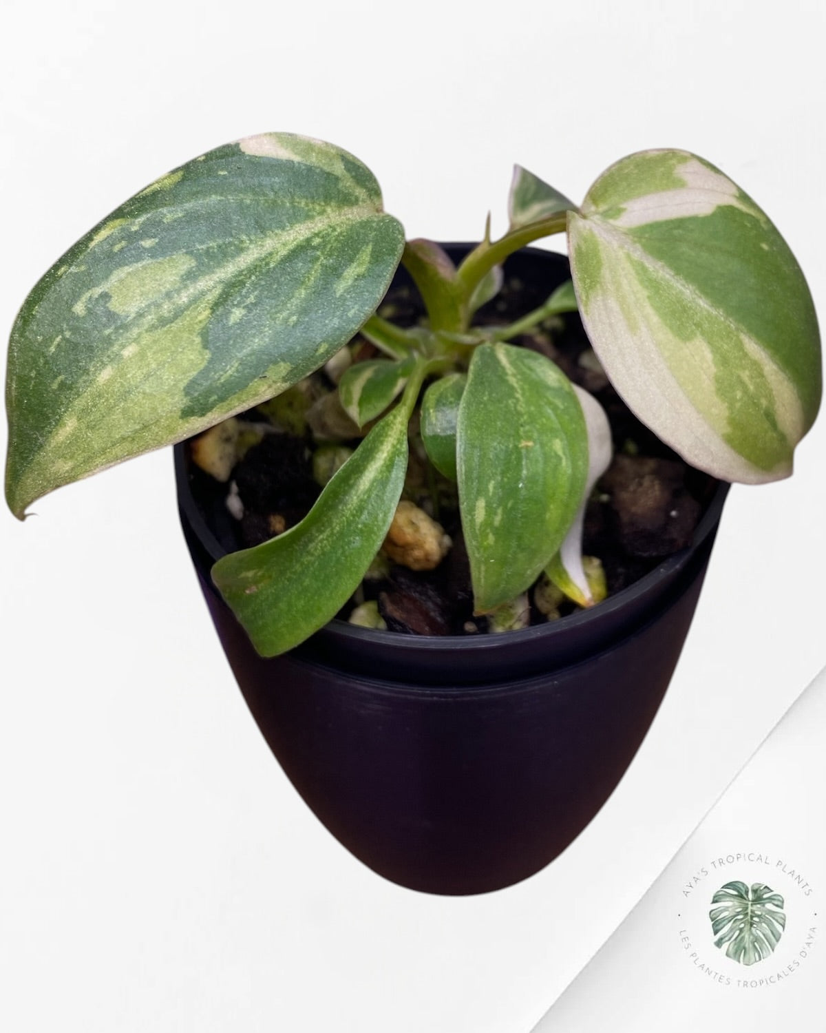 Philodendron Gloriosum Tricolor Variegated