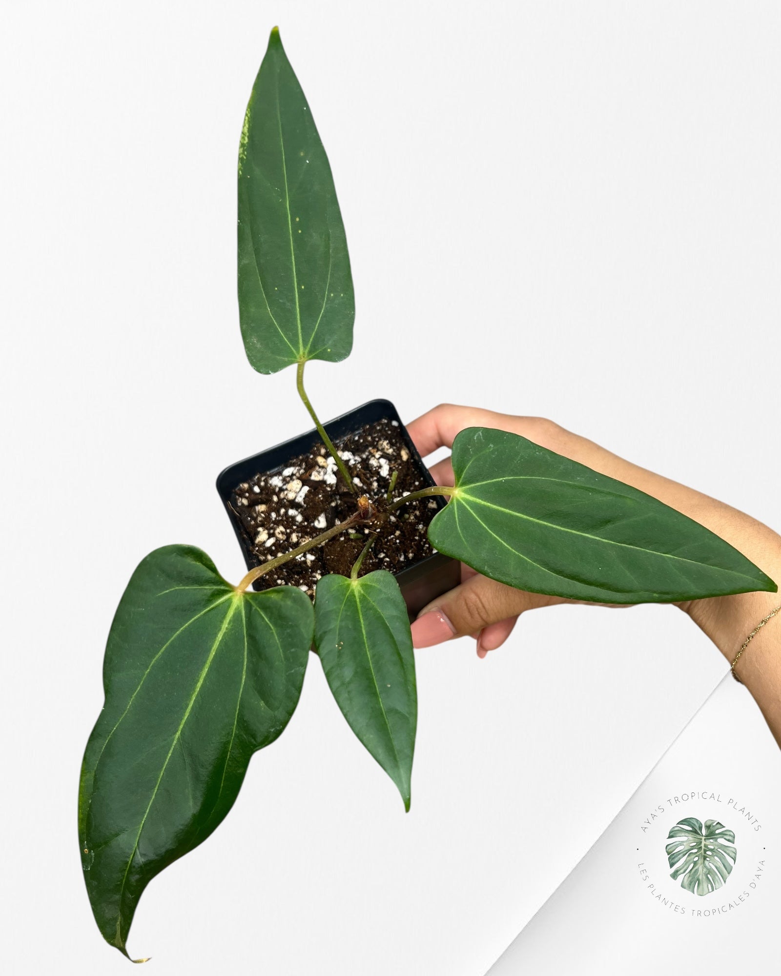 Anthurium papillilaminum - AP4