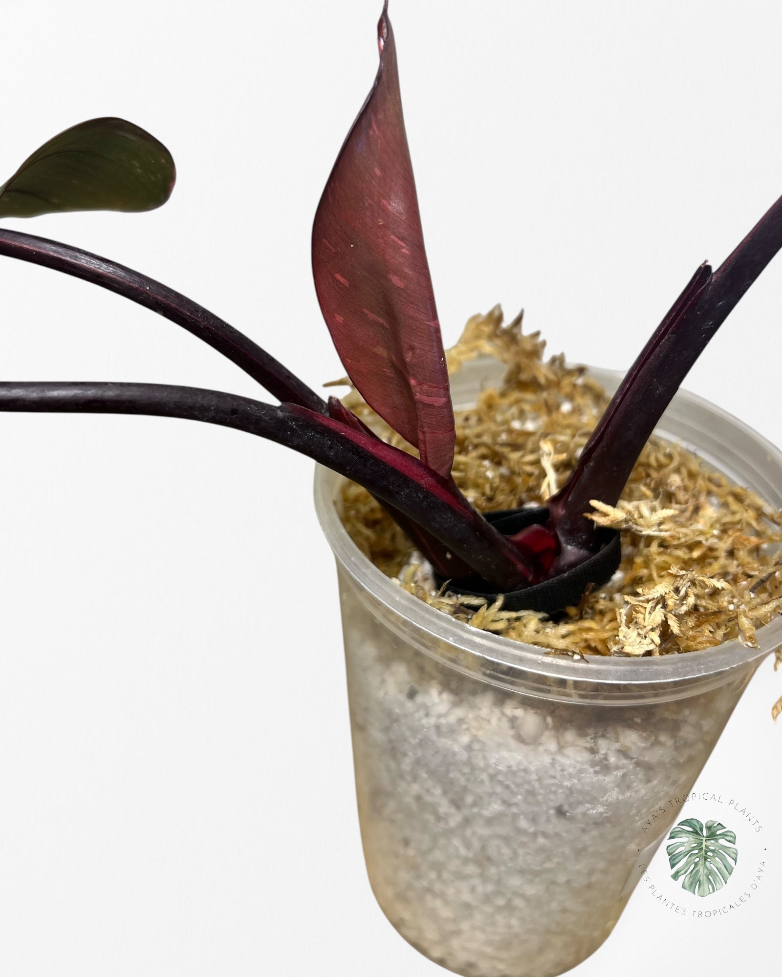 Philodendron Pink Princess Marble King - N