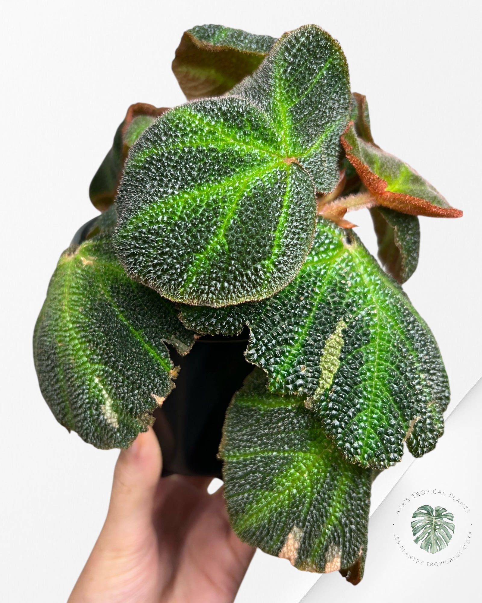 Begonia soli-mutata variegated - MT2
