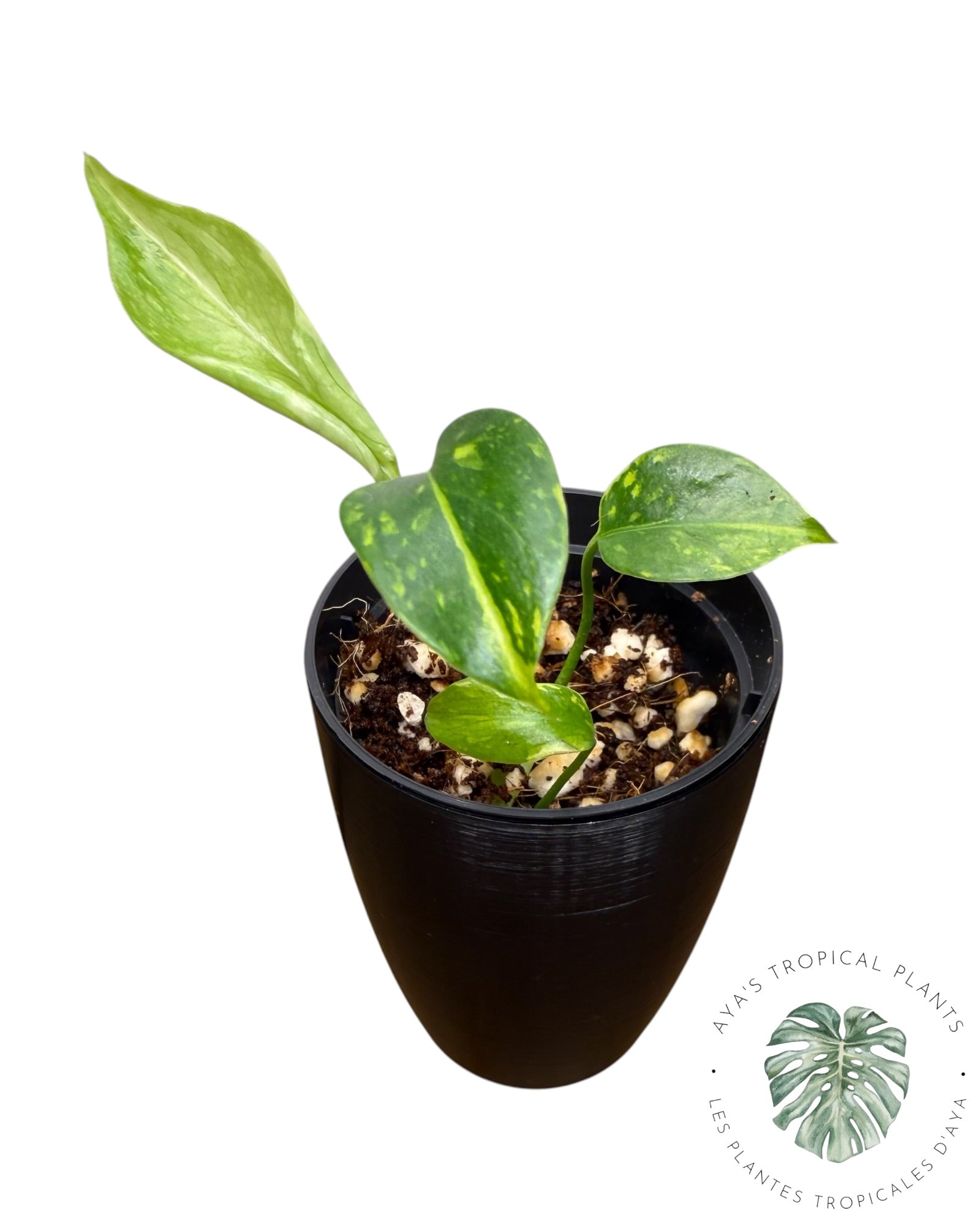 Monstera Deliciosa Electrolyte