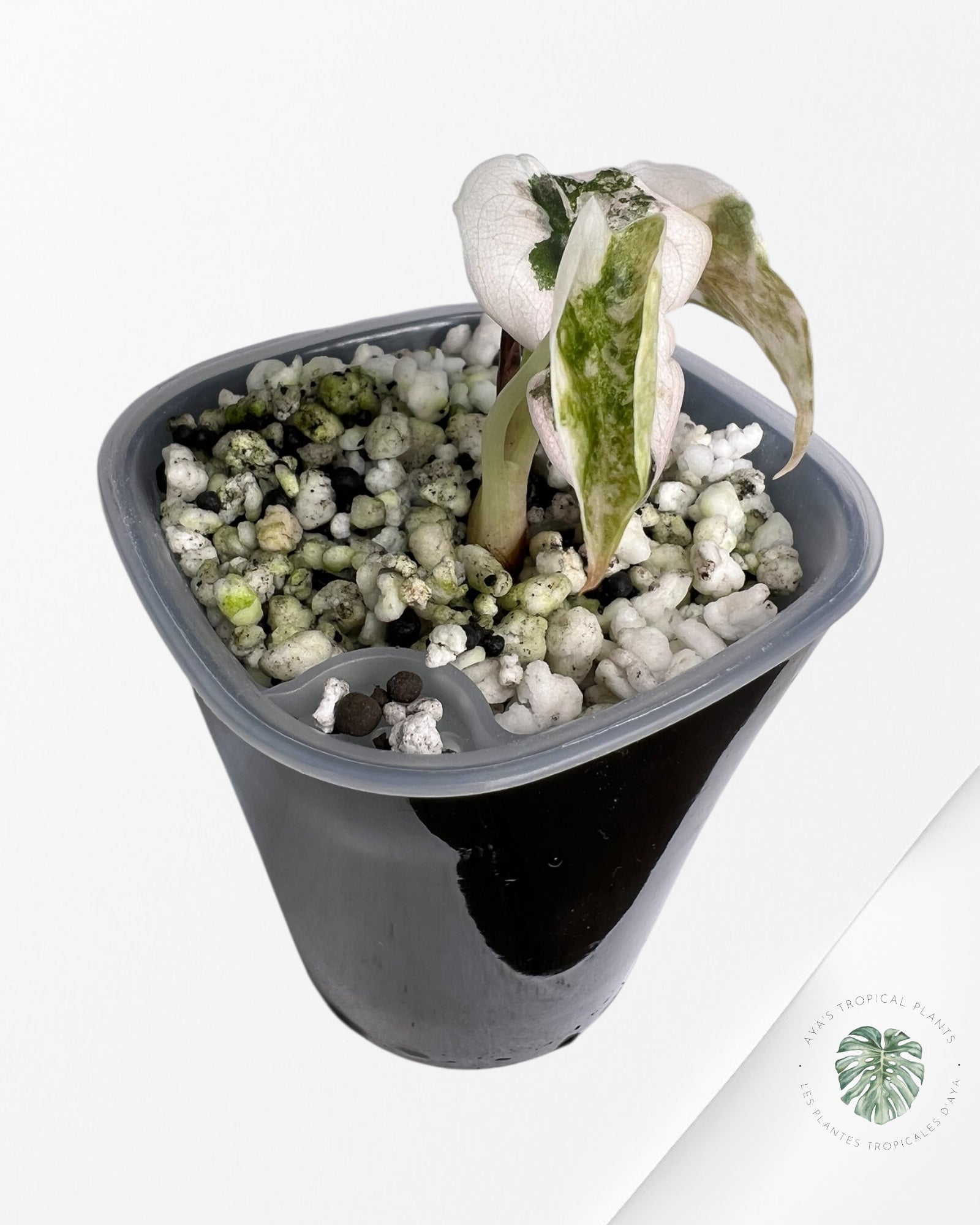 Alocasia Cuprea Pink Albo panaché