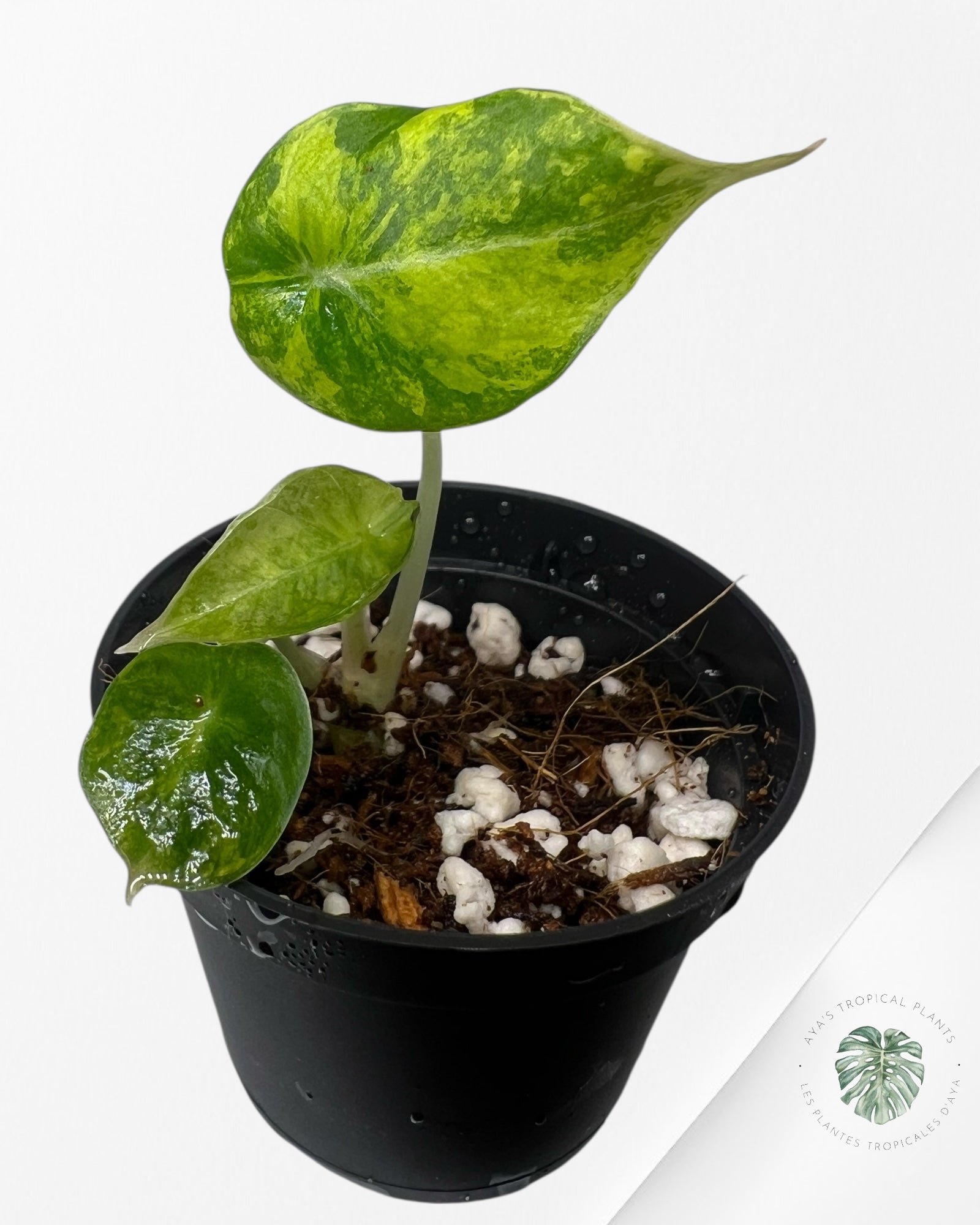 Alocasia Black Velvet Aurea (GOLD) Variegated - 0