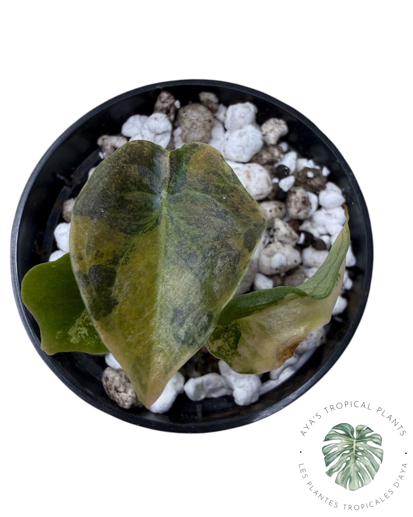 Alocasia Cuprea Golden Latte