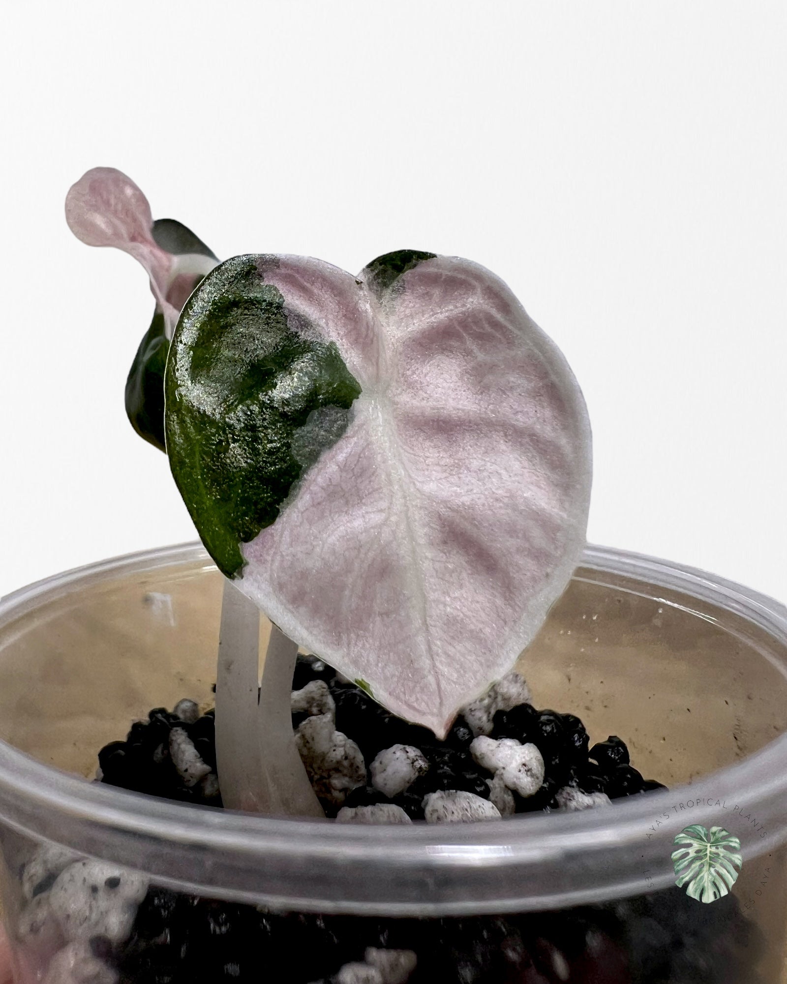 Alocasia Heart Balloon Pink Variegated - ST2