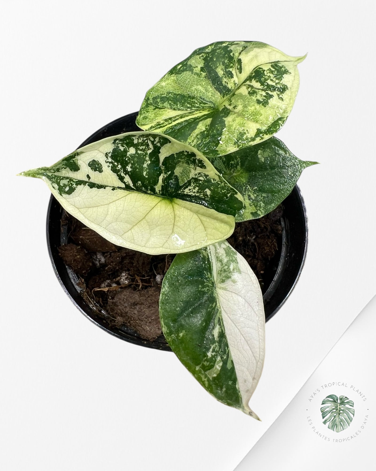 Alocasia baginda ' Dragon Scale’ variegated - F3