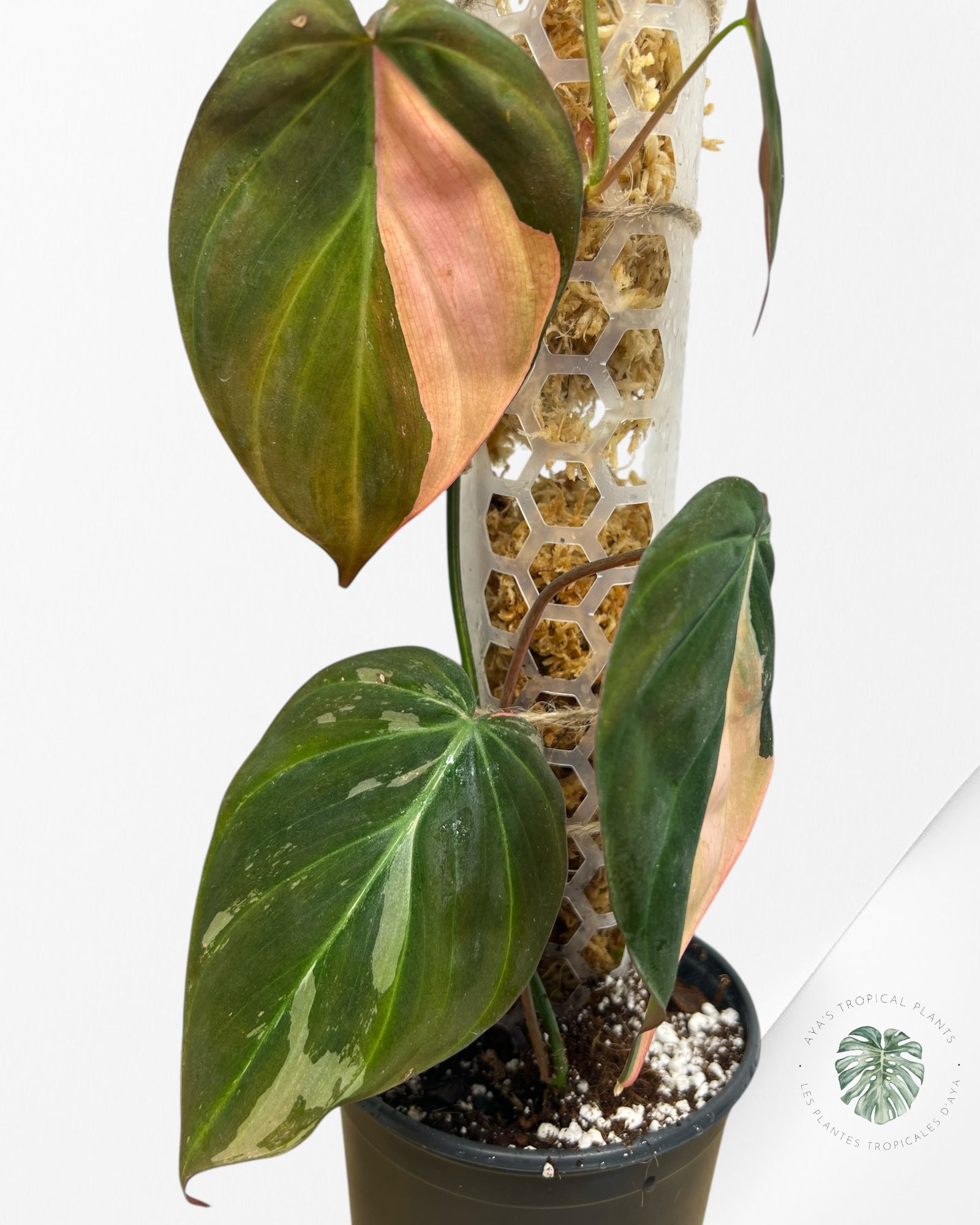 Philodendron Pink Micans PPM06