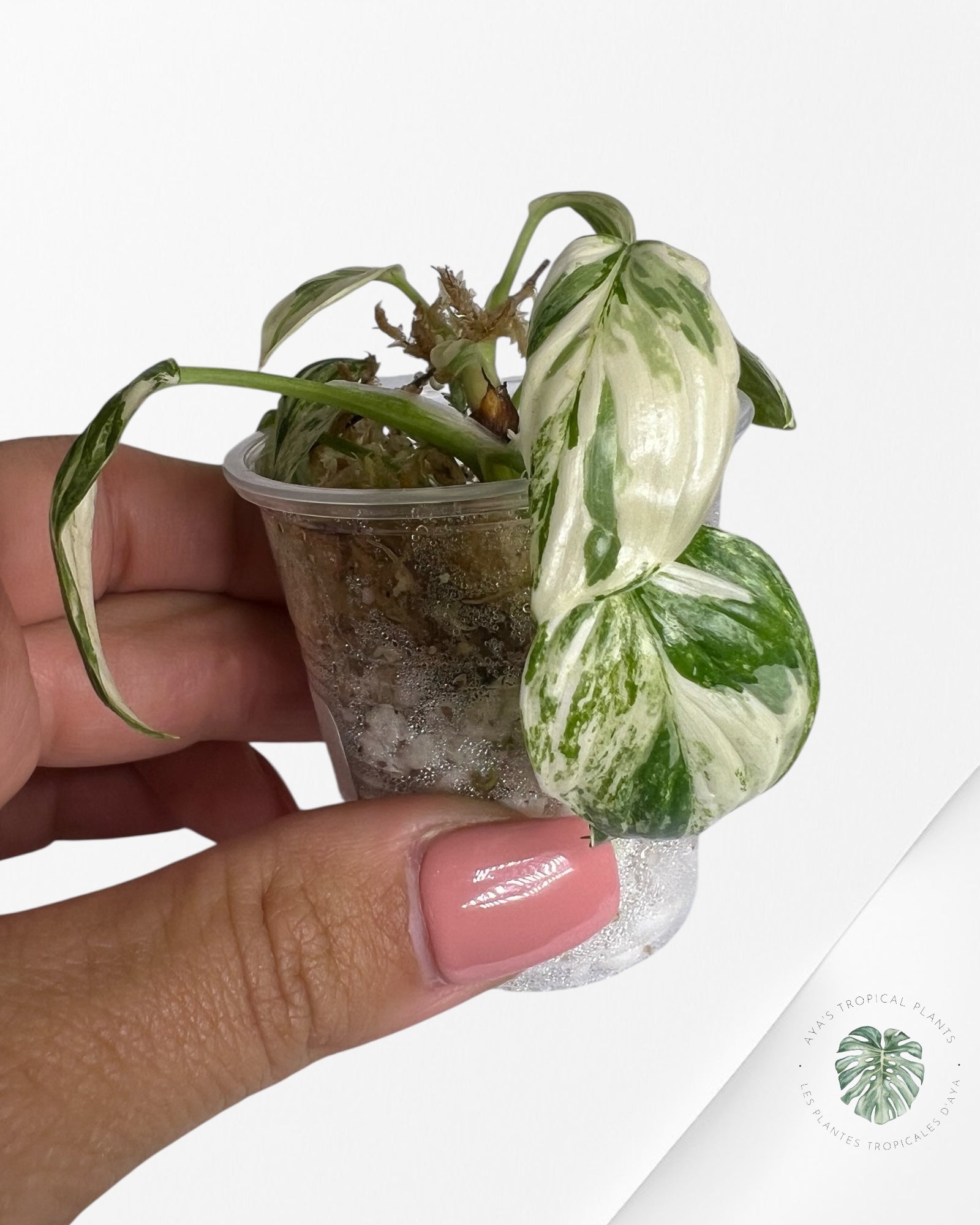 Homalomena rubescens "Albo" variegated - TC10