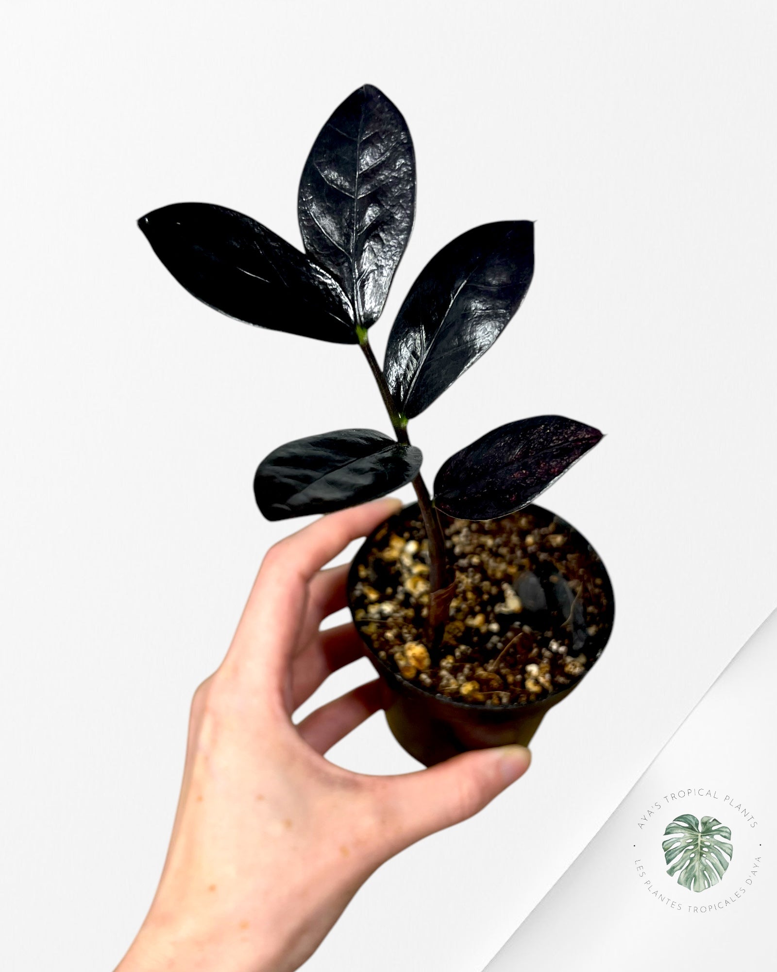 Zamioculcas Raven ZZ Pink Variegated - A1