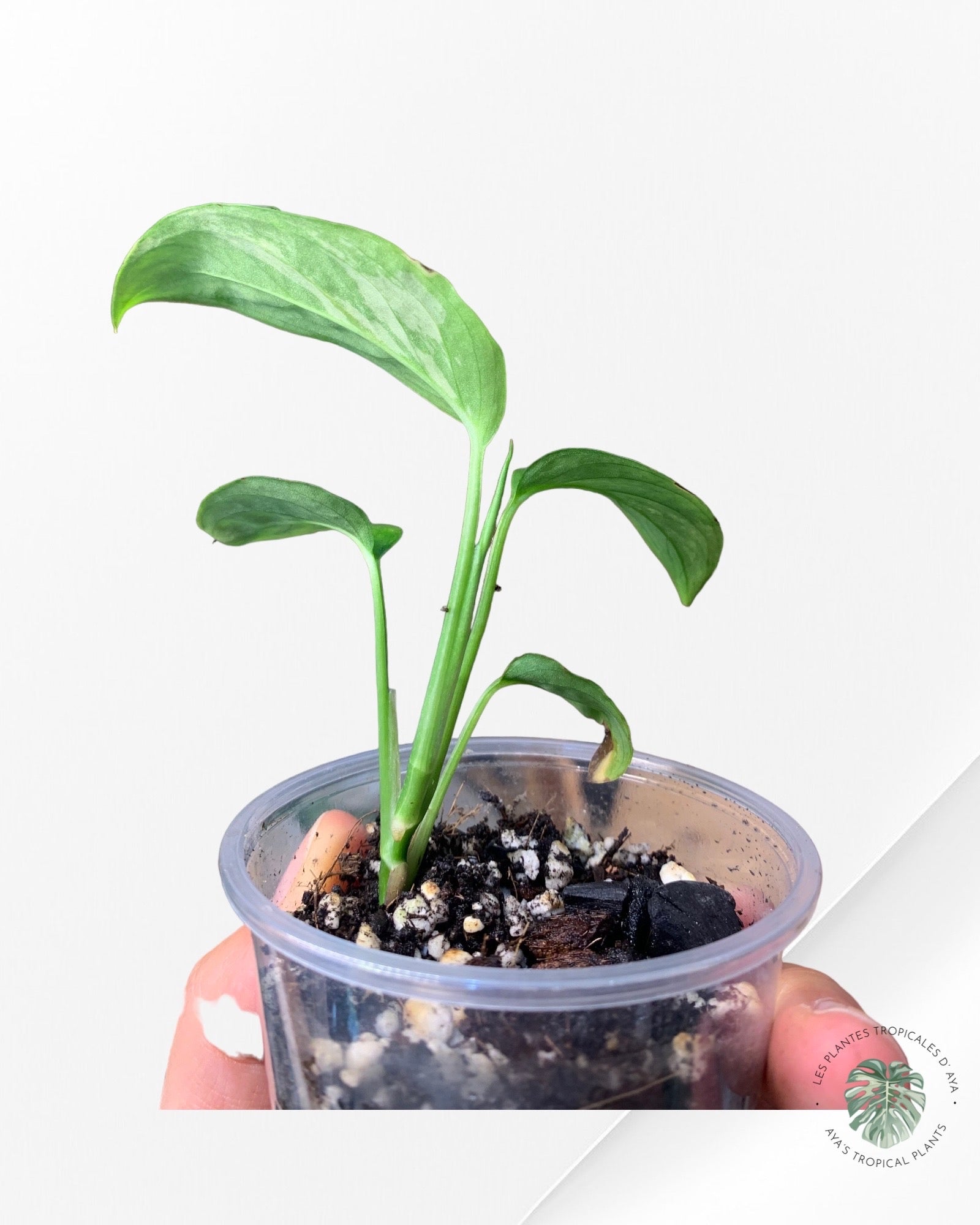 Monstera Laniata-NA0124